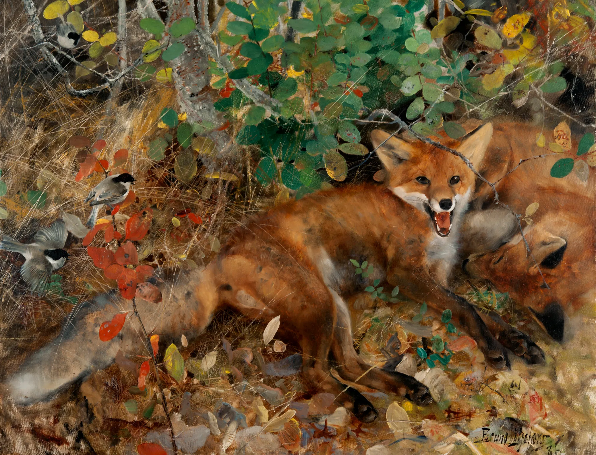 Foxes