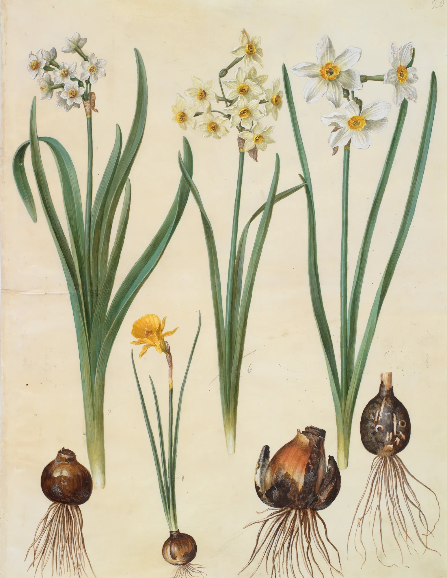 Narcissus and Corbularia Botanical Study
