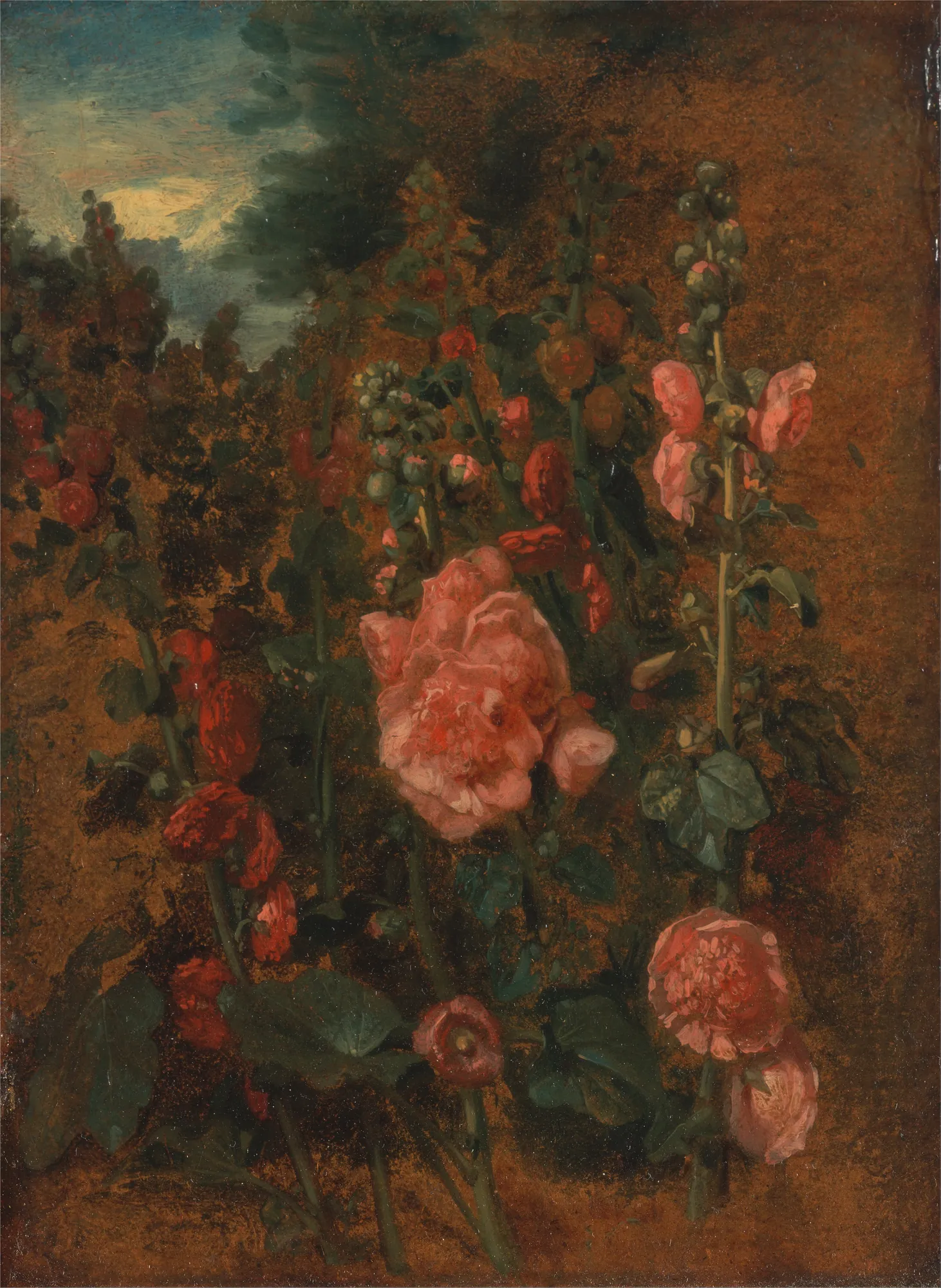 Study of Hollyhocks