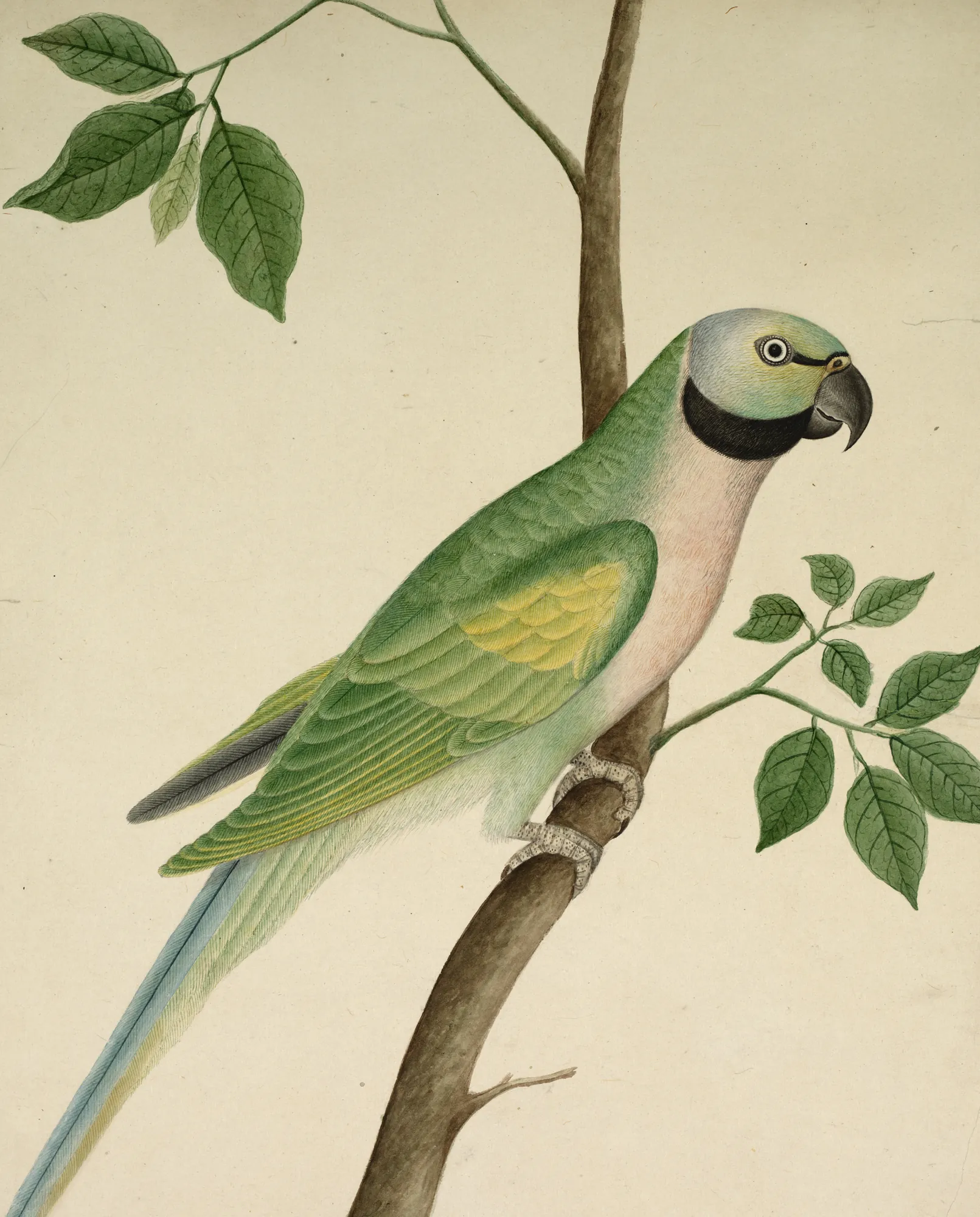 Green Parrot