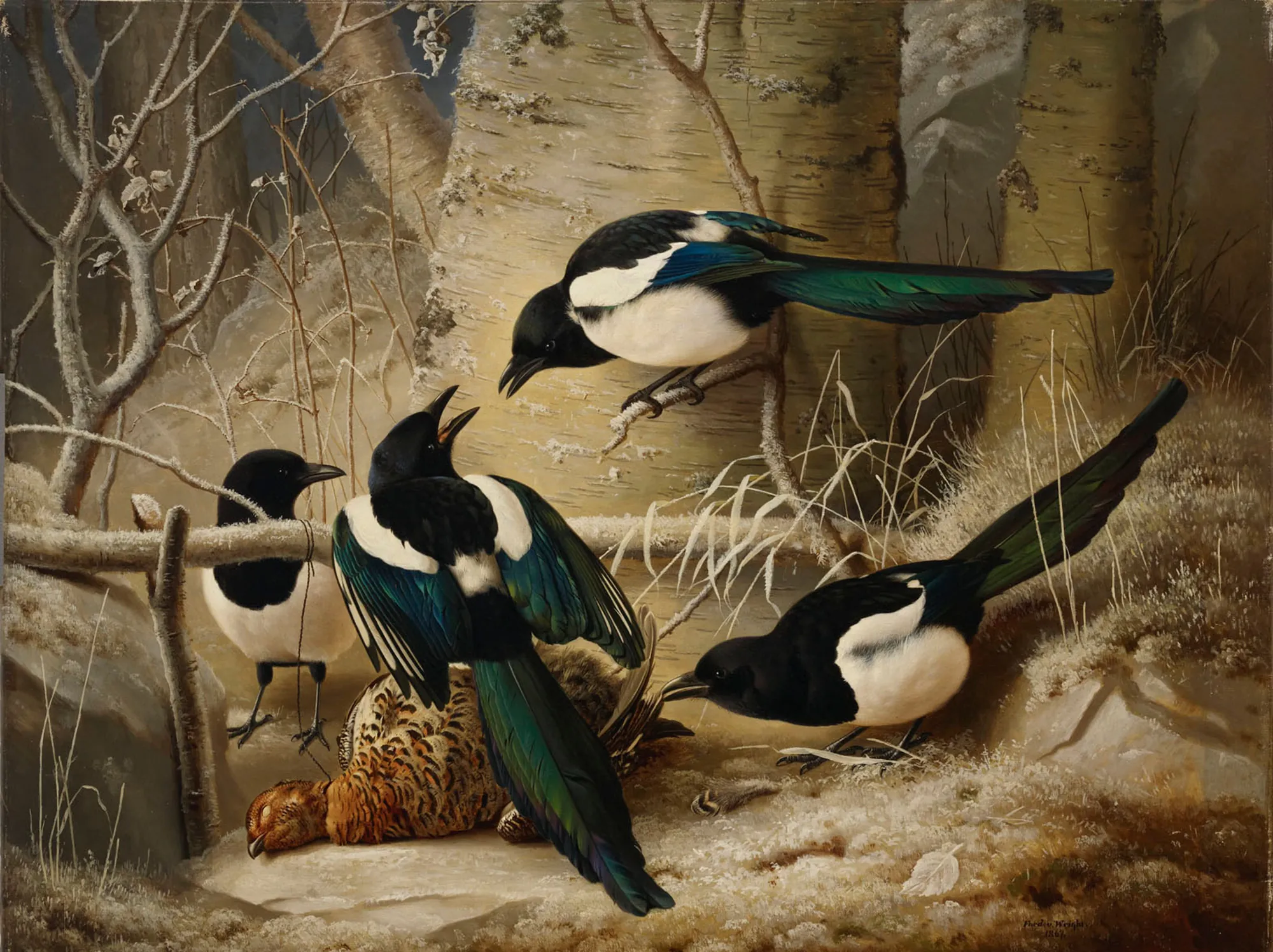 Magpies round a Dead Woodgrouse