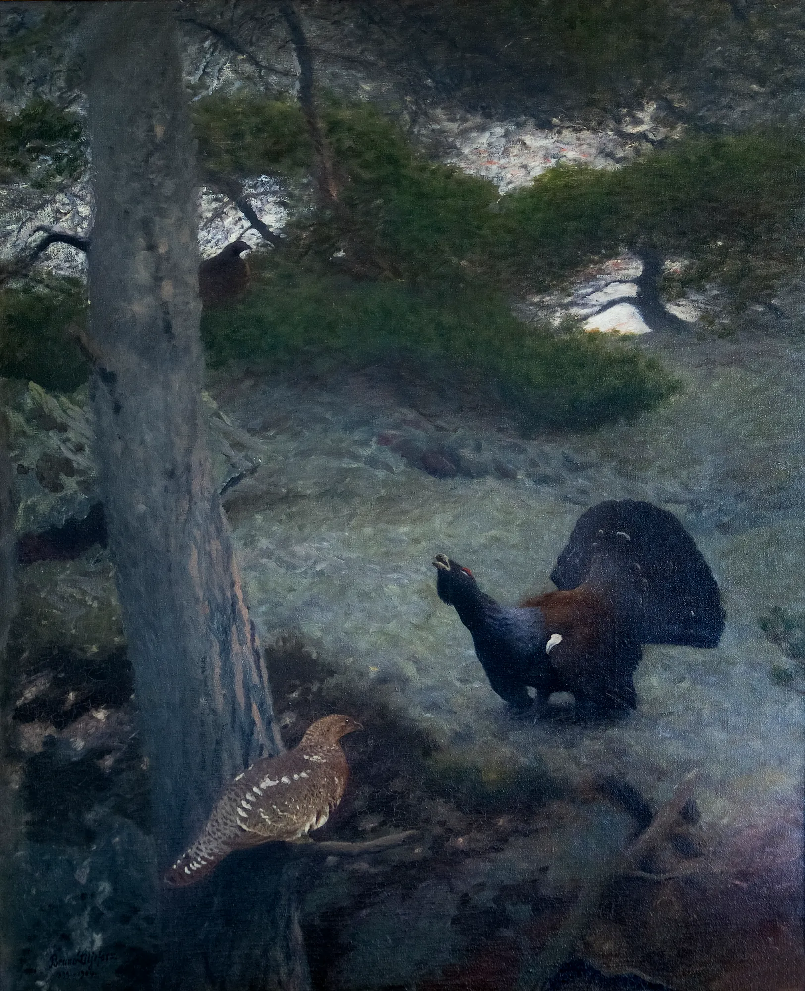 Capercaillies Courting