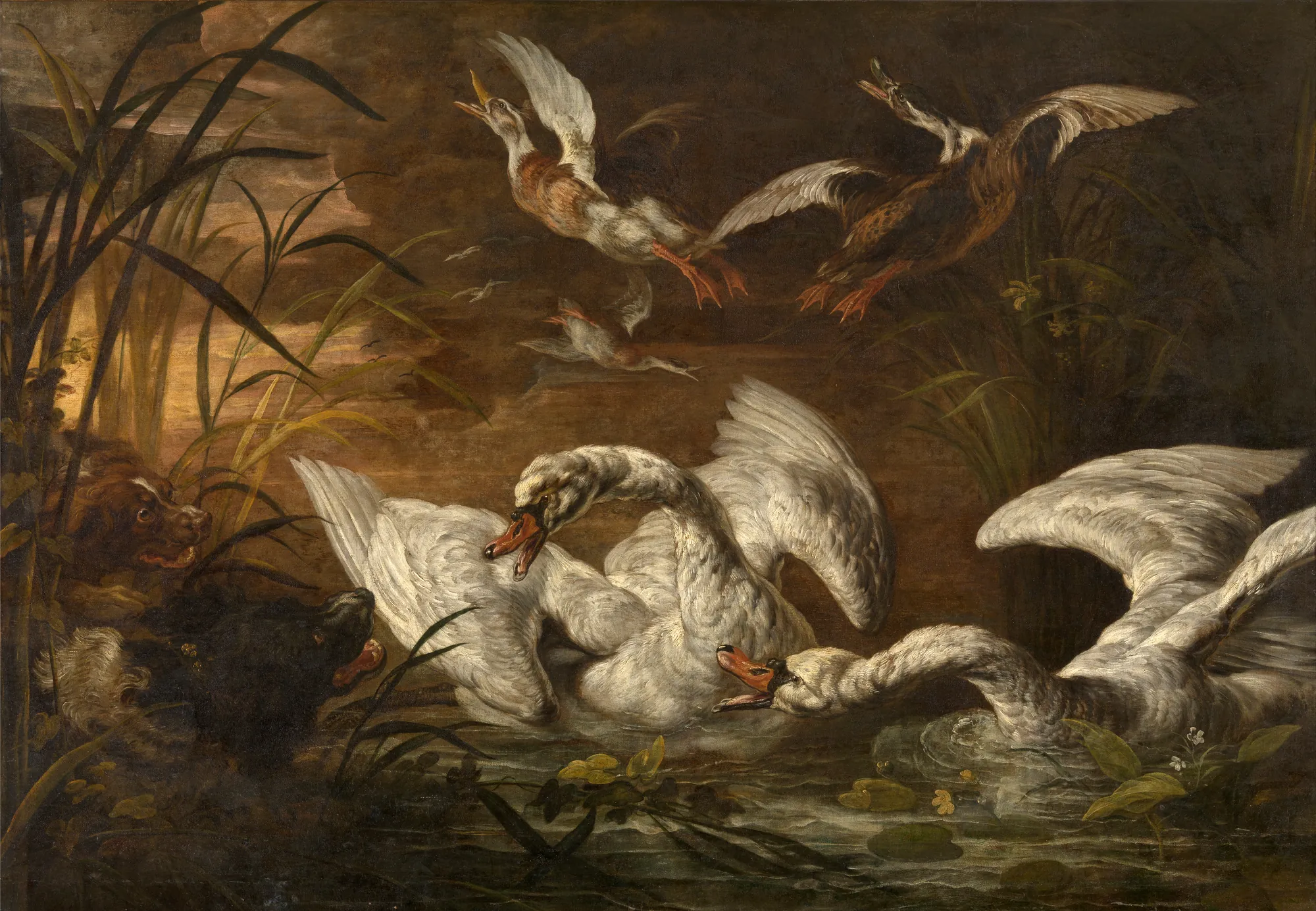 Swans and Dogs