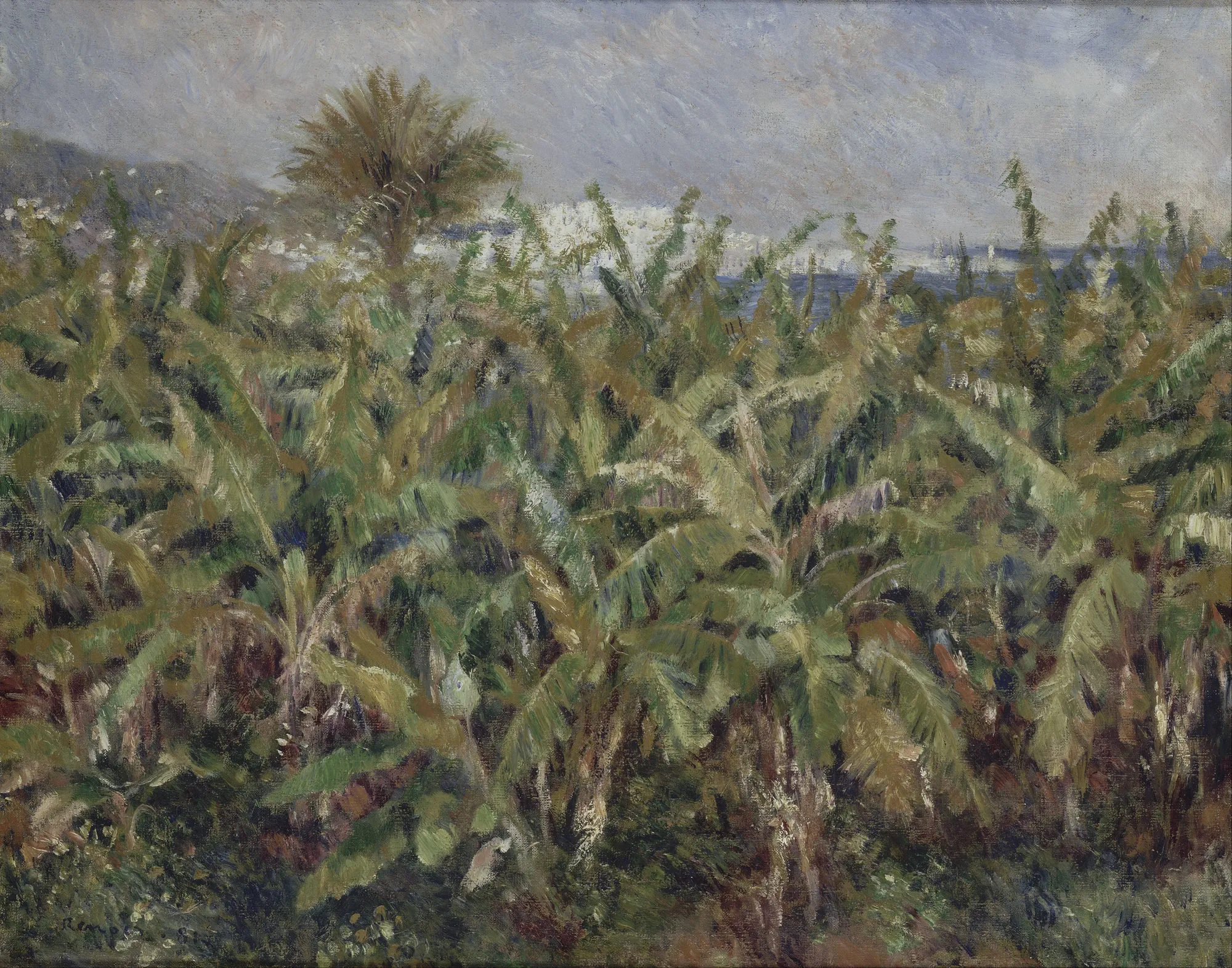 Field of Banana Trees