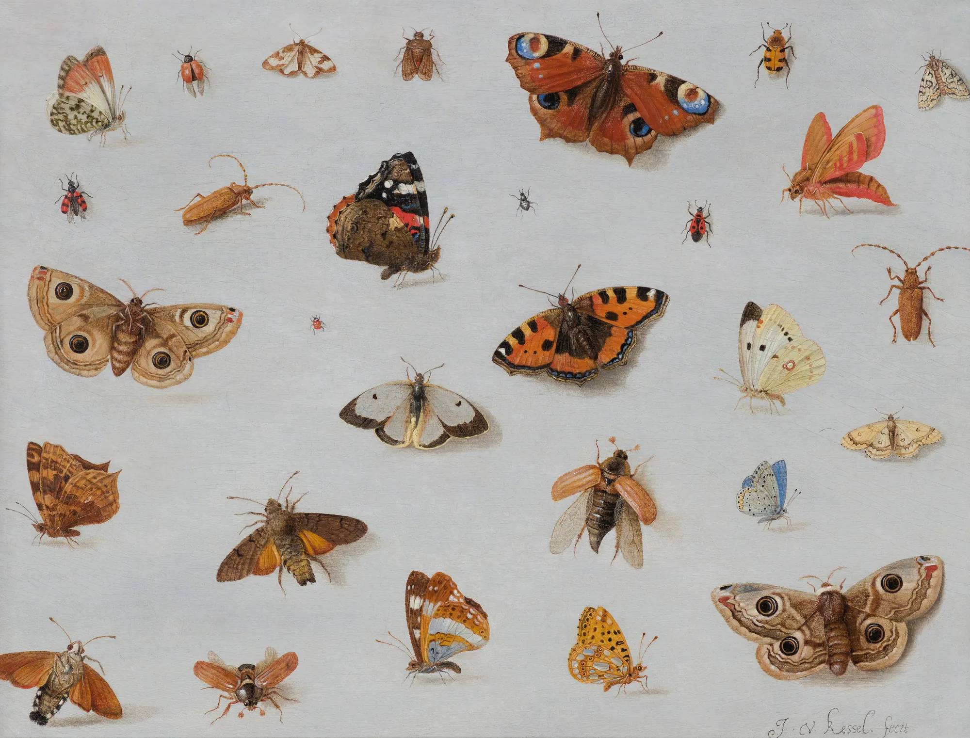 Butterflies and Insects