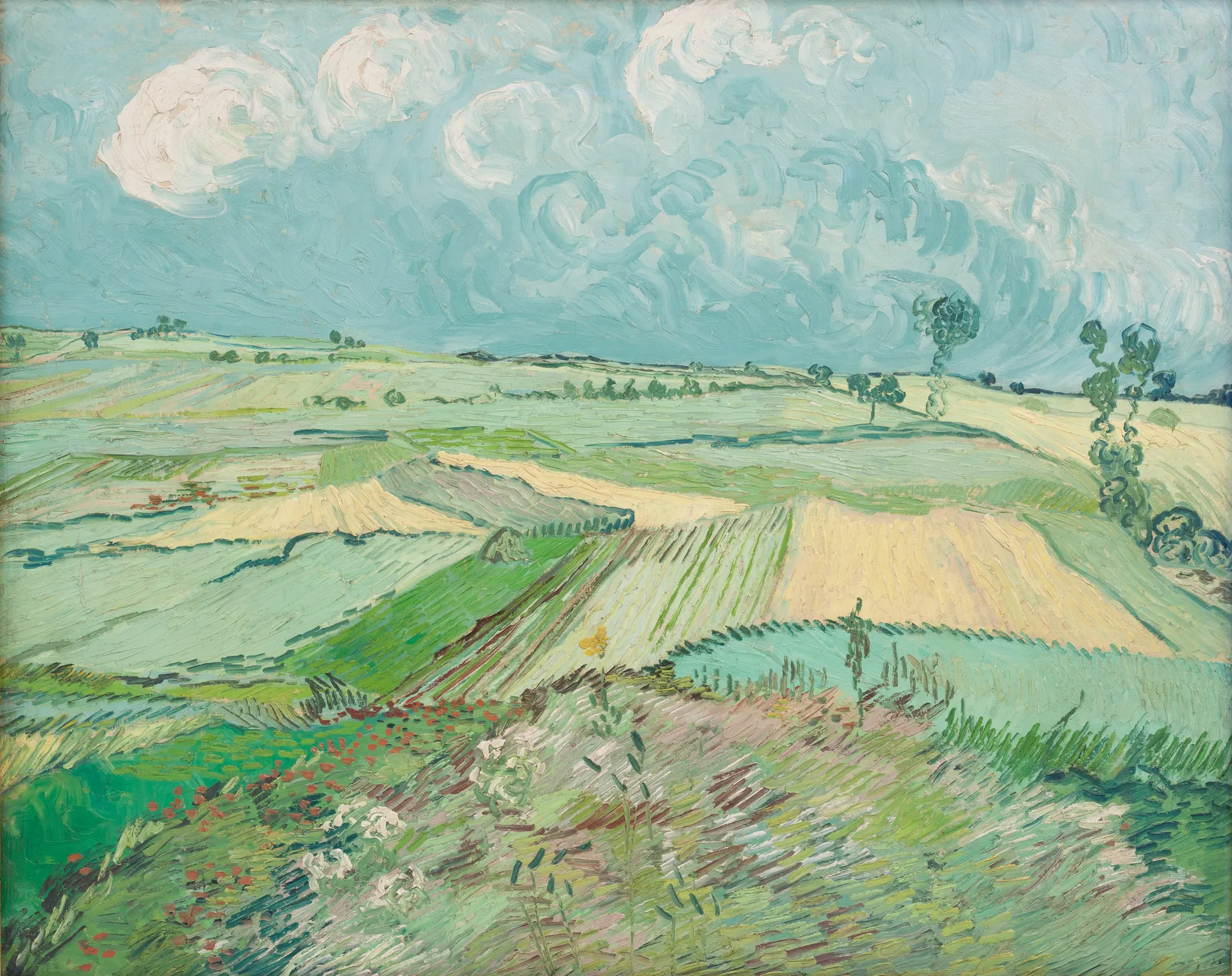 Wheat Fields after the Rain