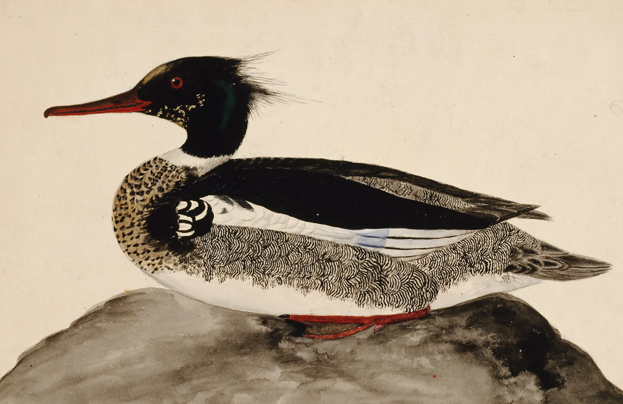 Red-Breasted Merganser, Male