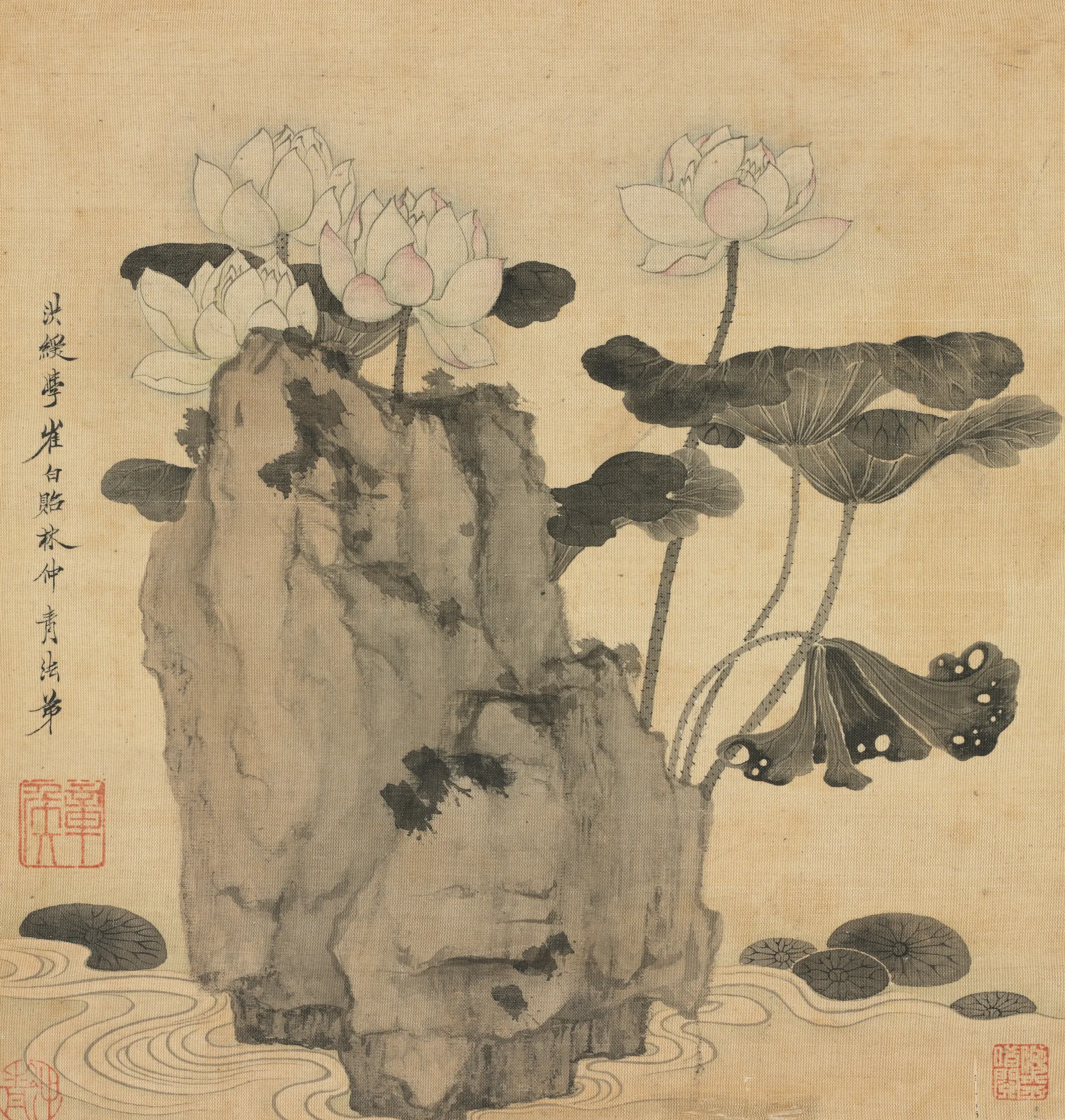 Lotus and Rocks