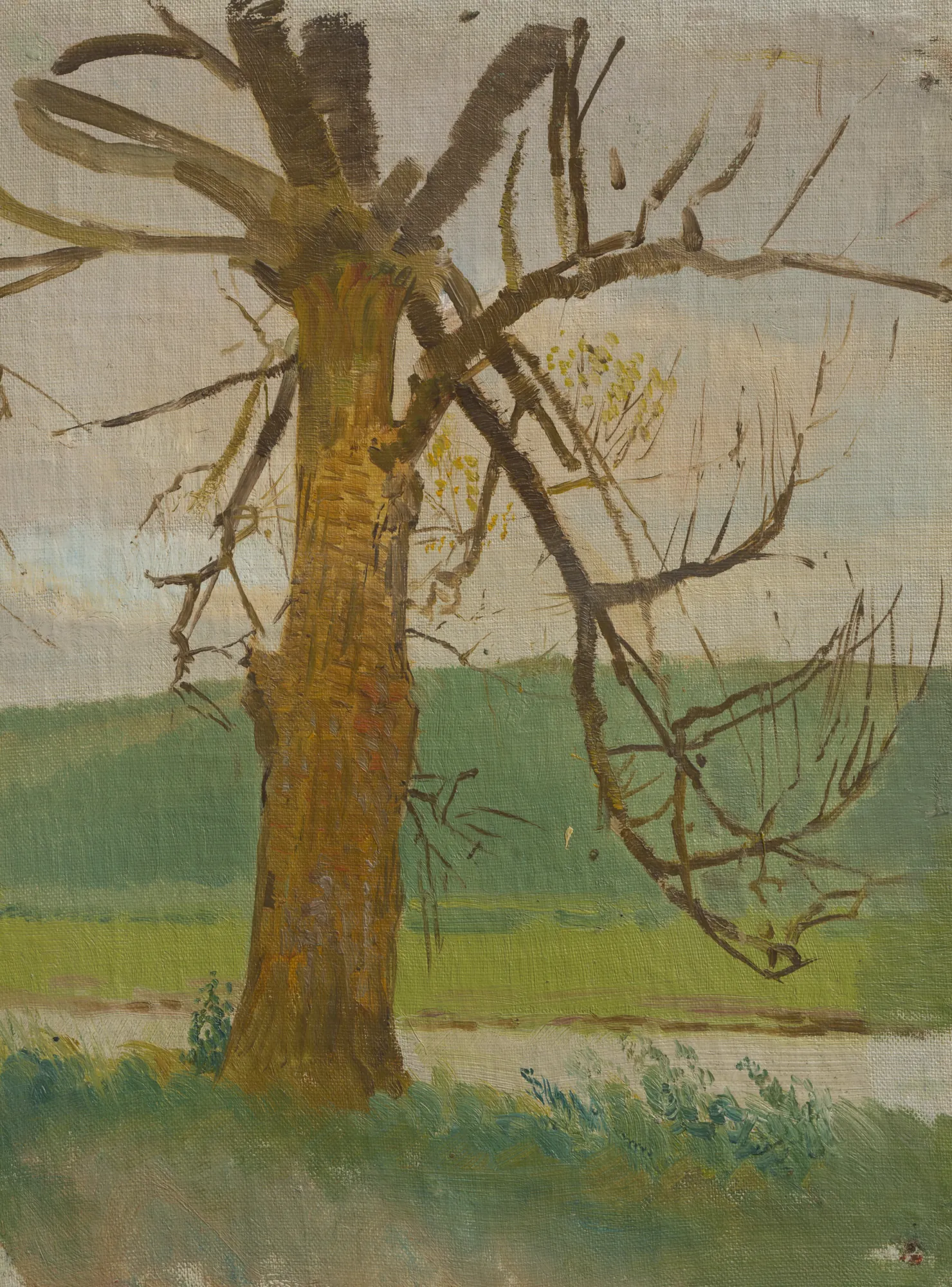 Tree by the River
