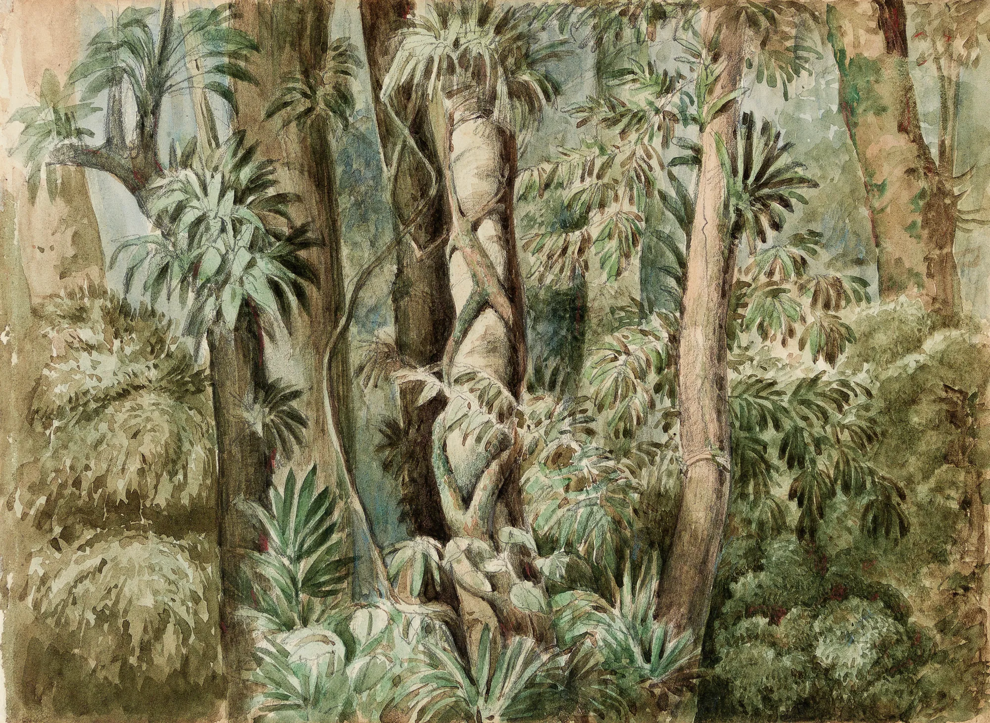 Wild Forest