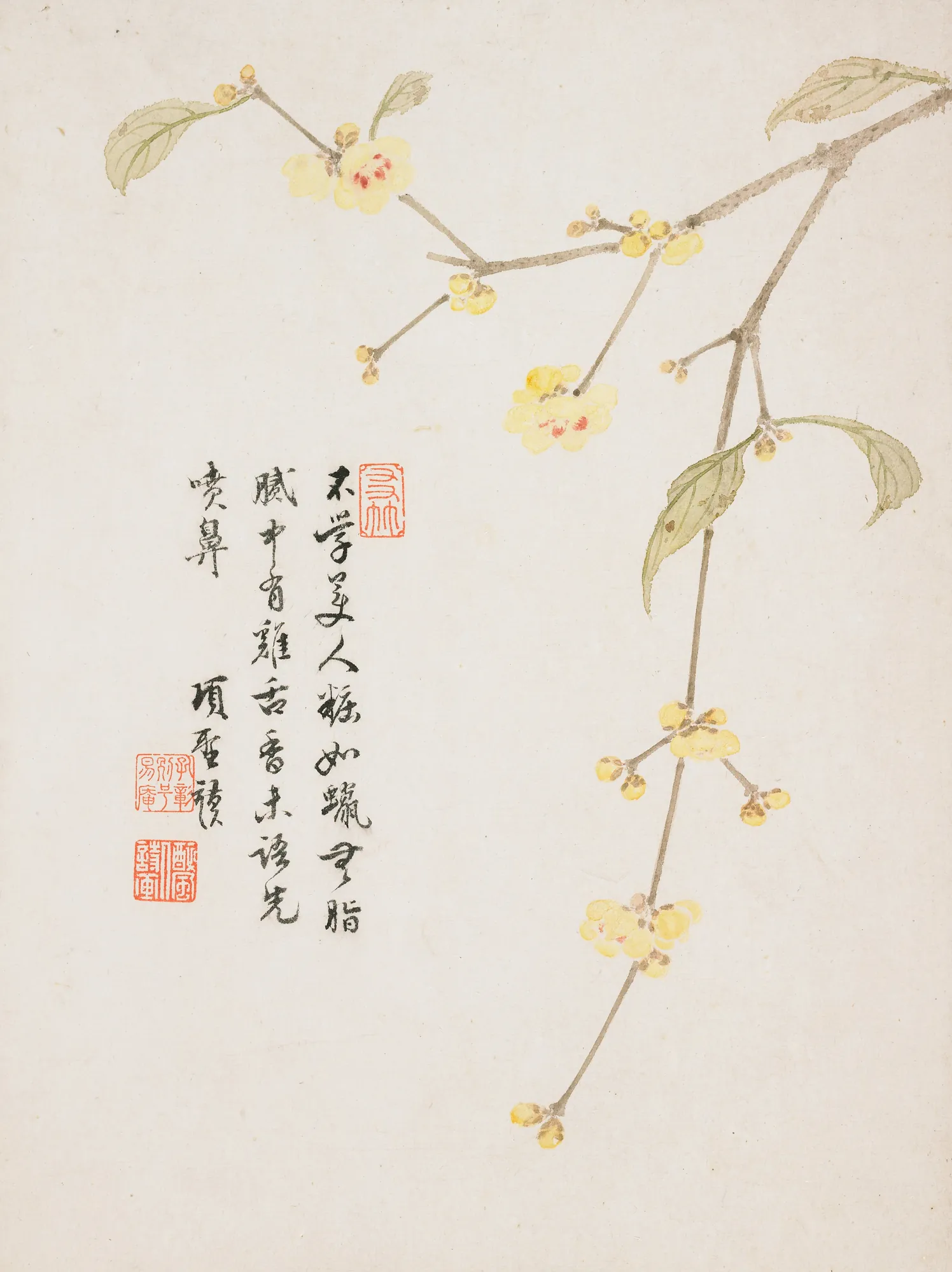 Wintersweet Blossom