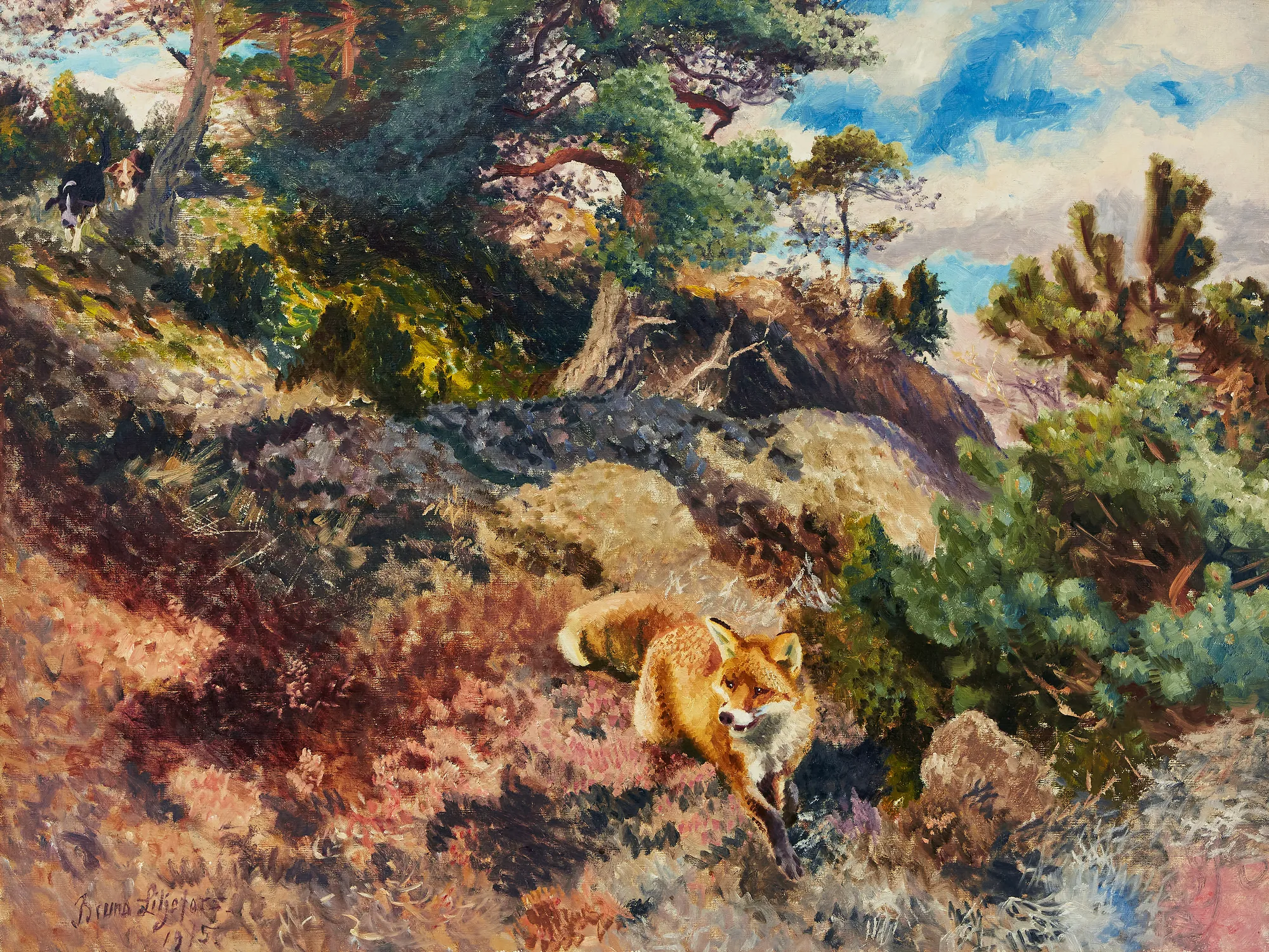 Fox Hunted by Scent Hounds