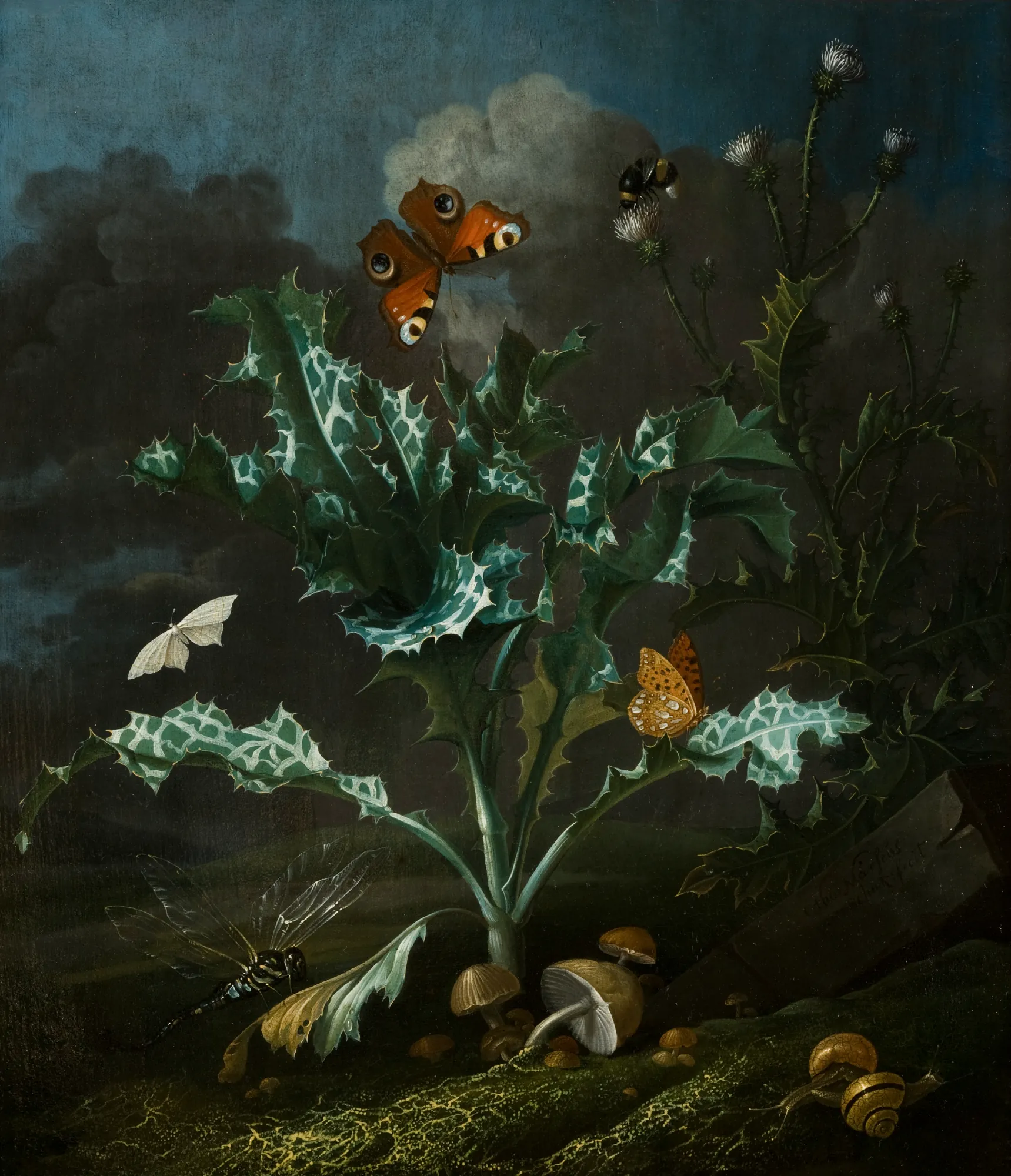 Thistles and Butterflies