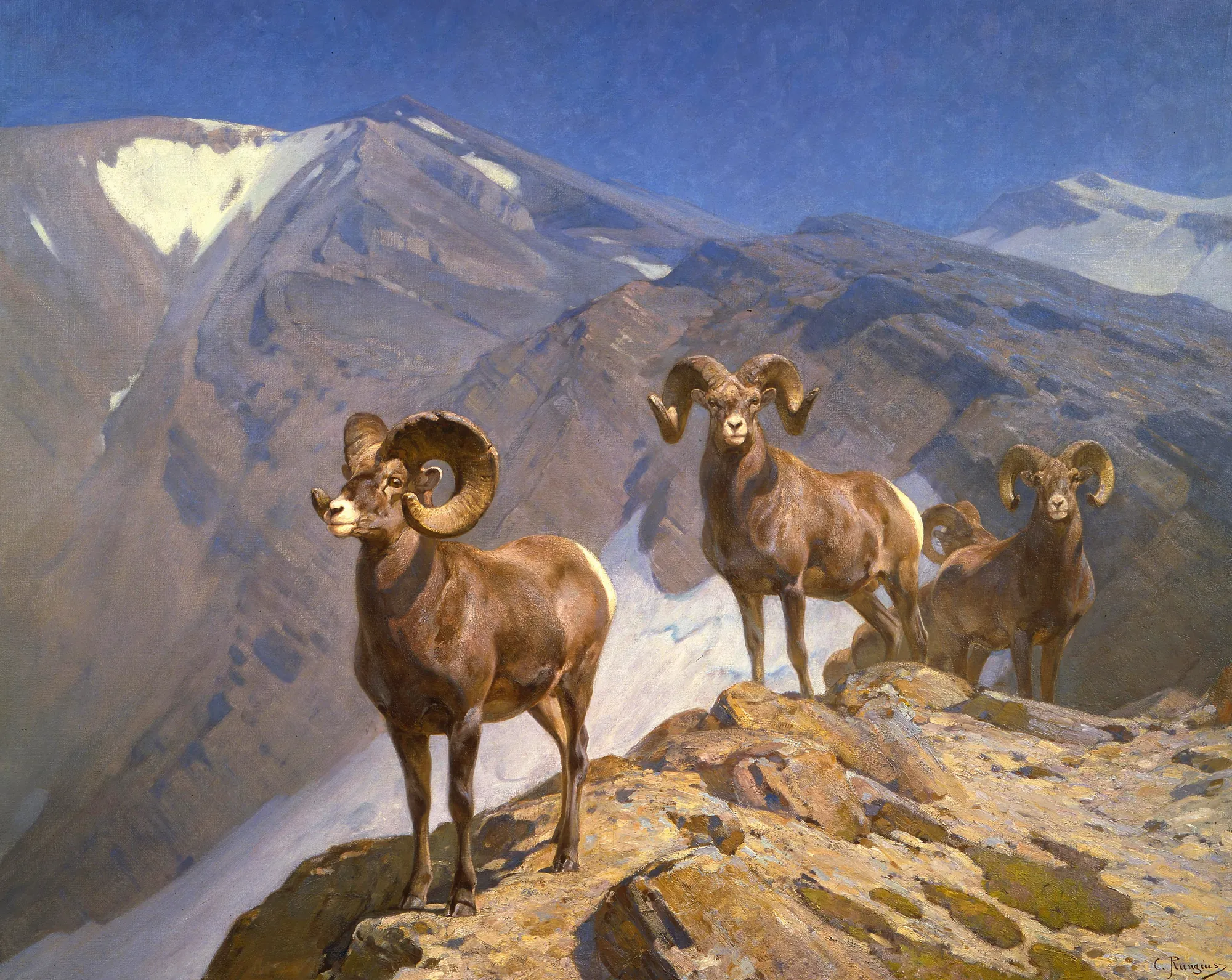 The Mountaineers: Big Horn Sheep on Wilcox Pass
