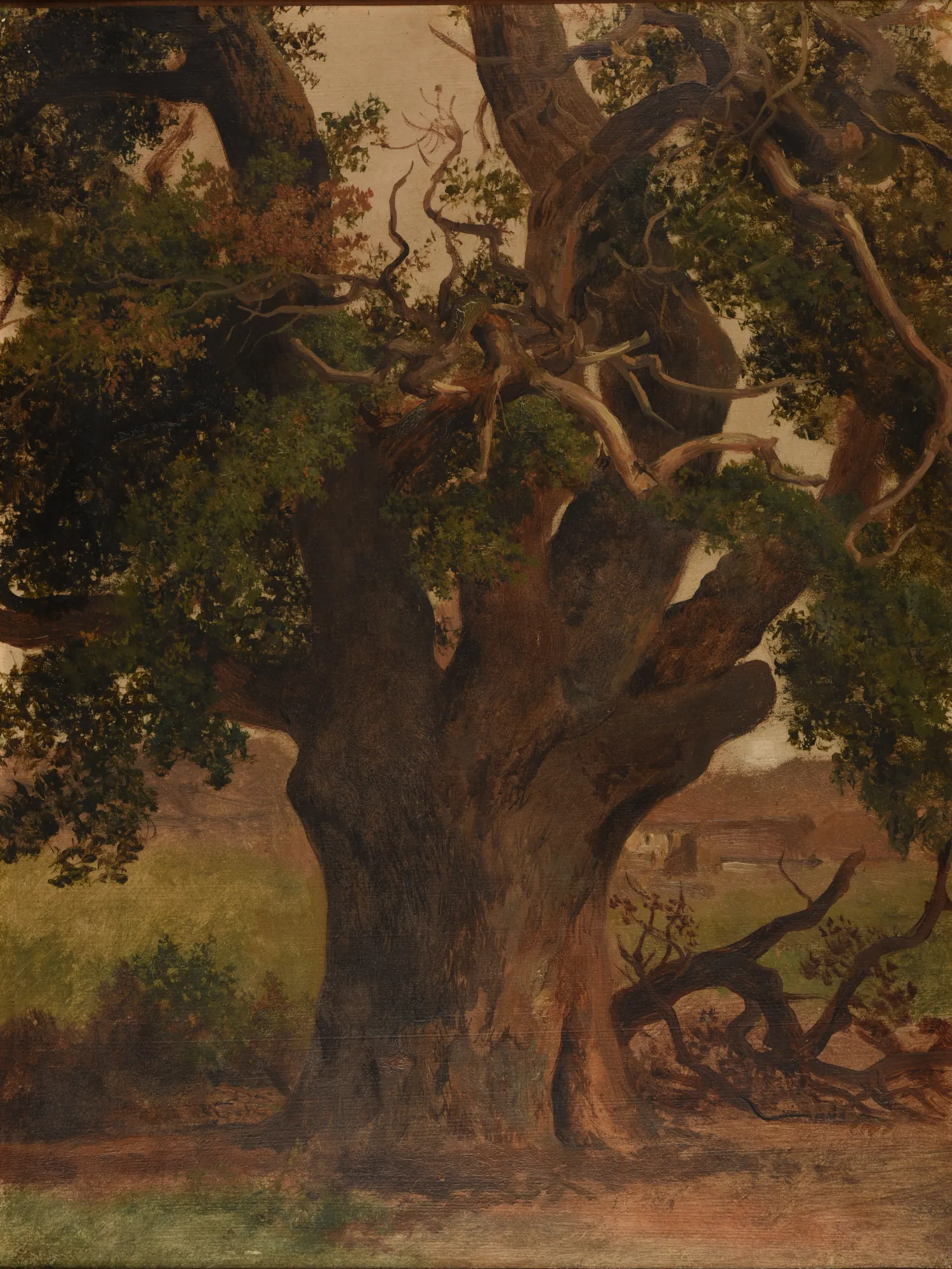The Old Oak