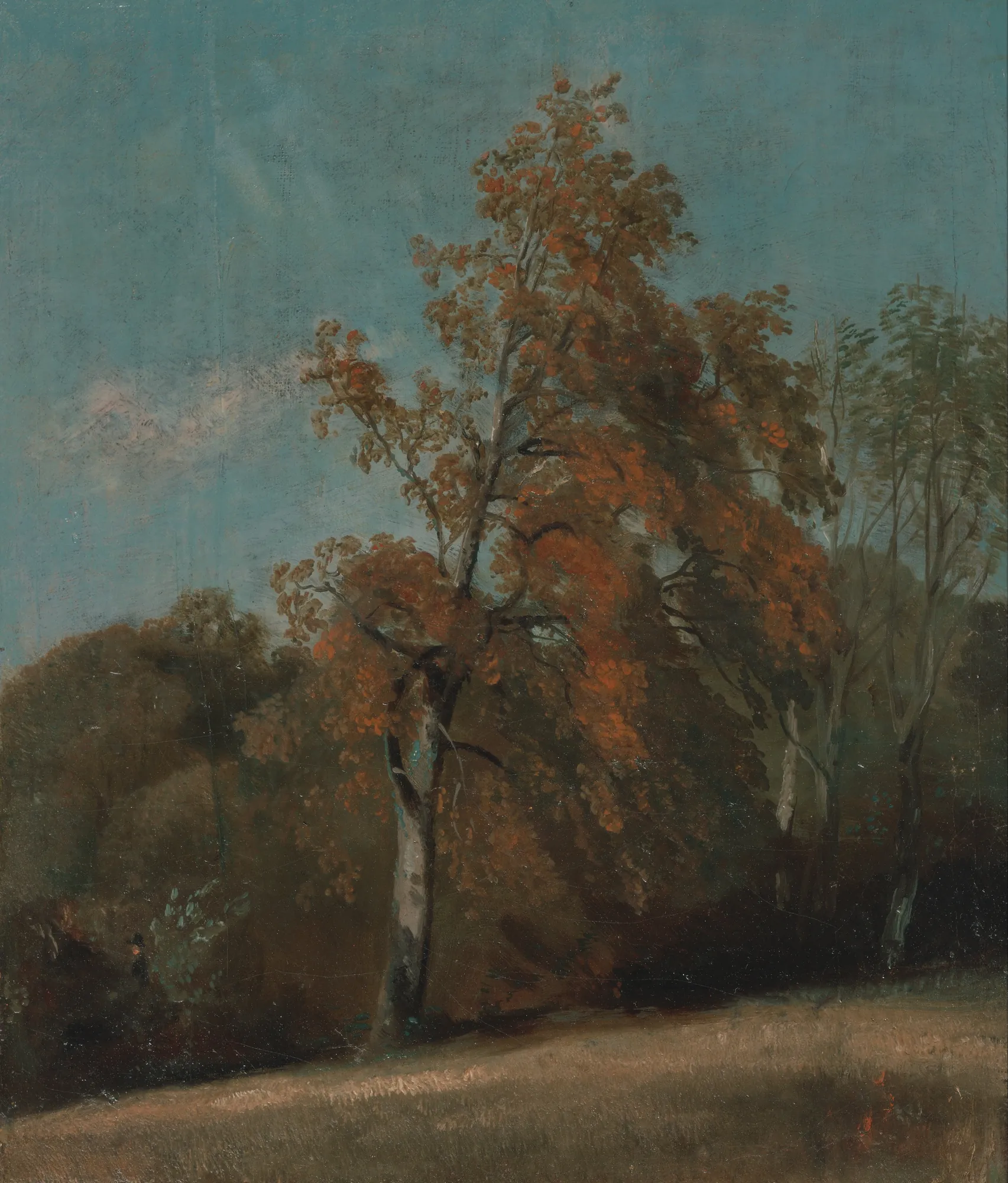 Study of an Ash Tree
