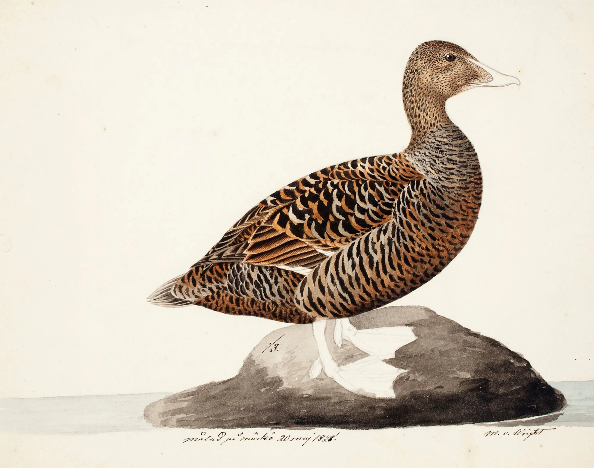 Common Eider