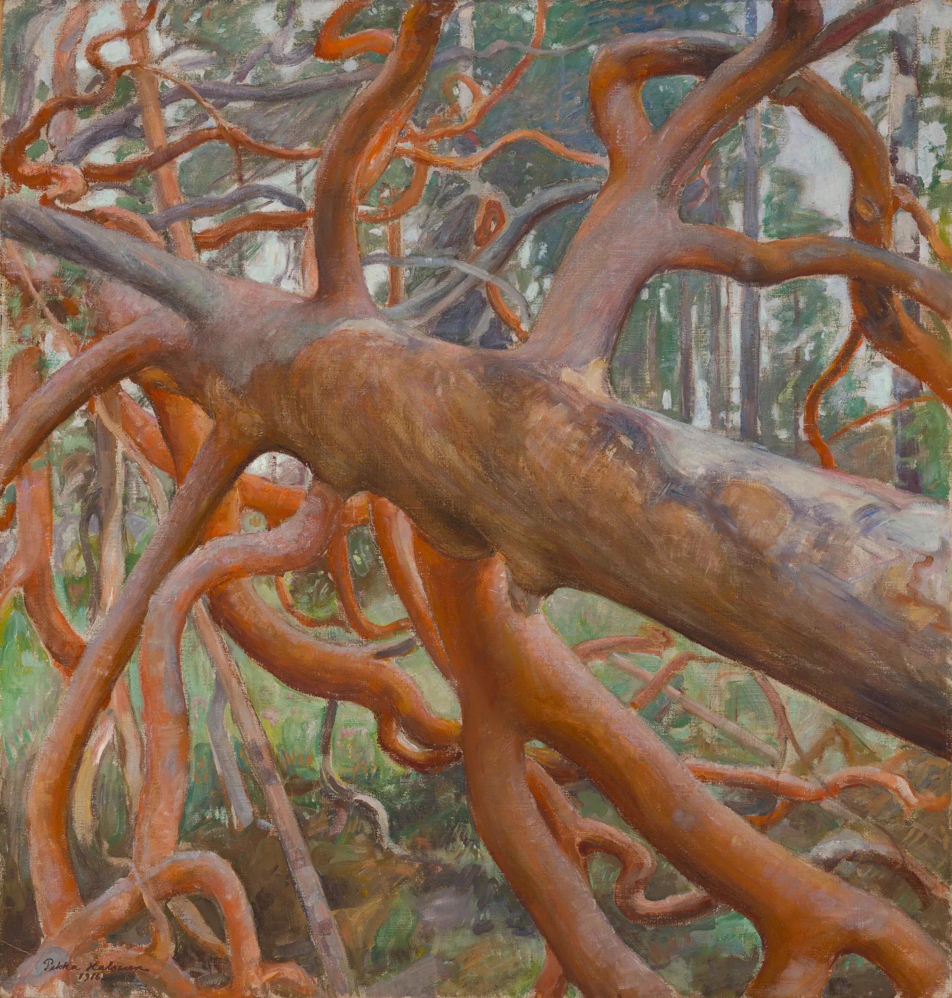 The Kotavuori Pine