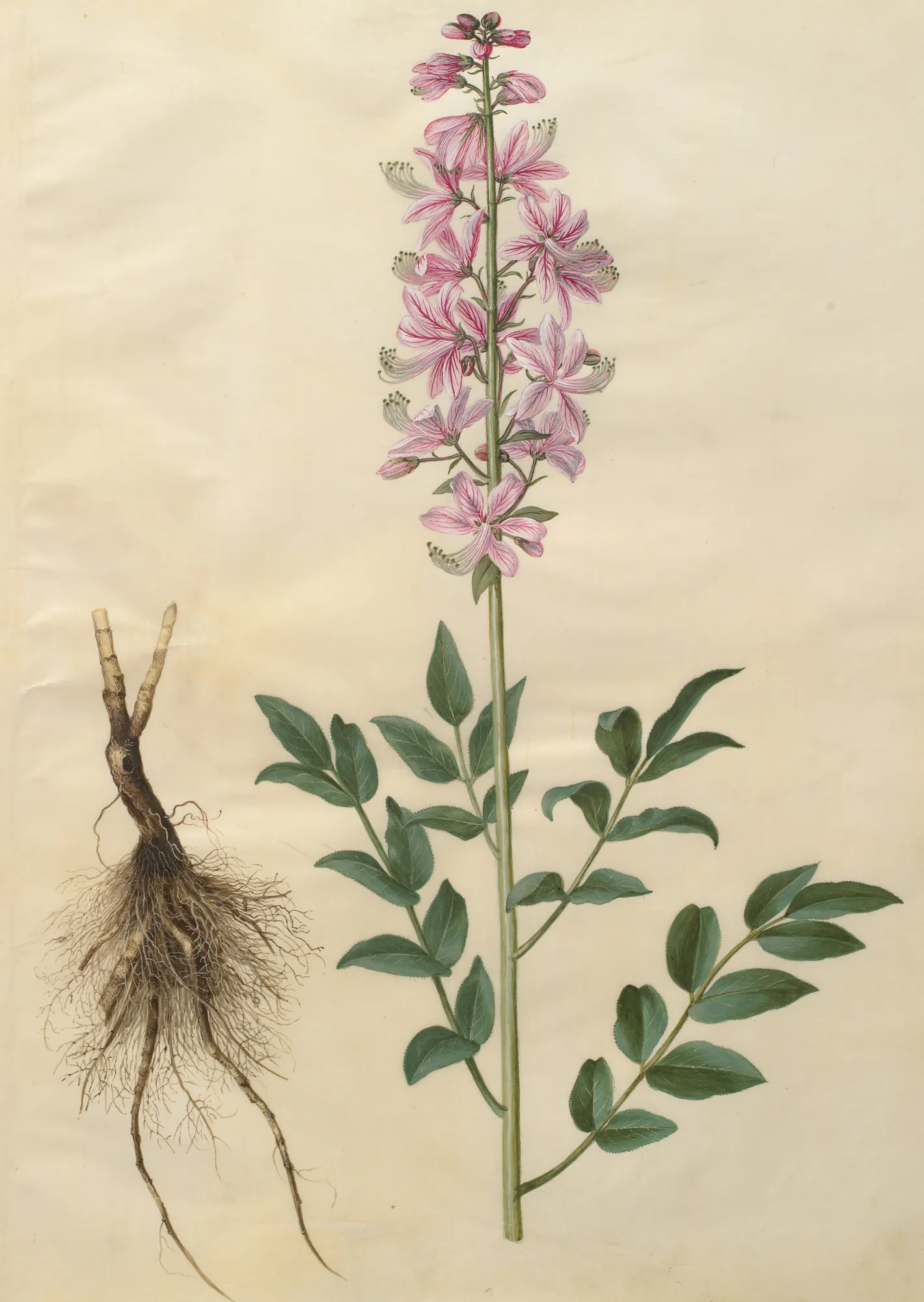 Dictamnus Albus