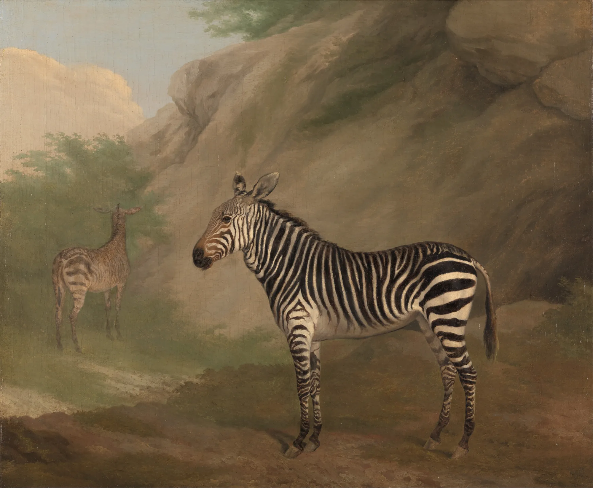 Zebra