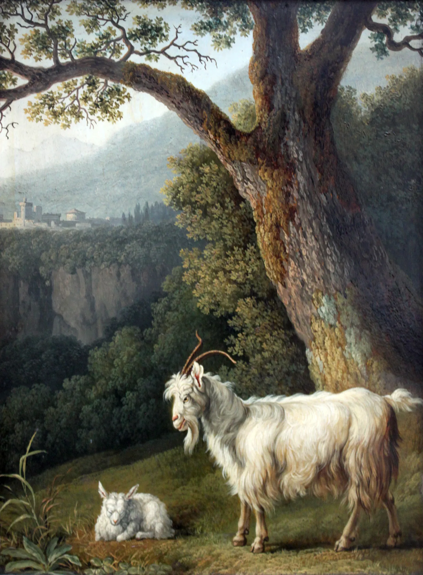 Goat and Lamb