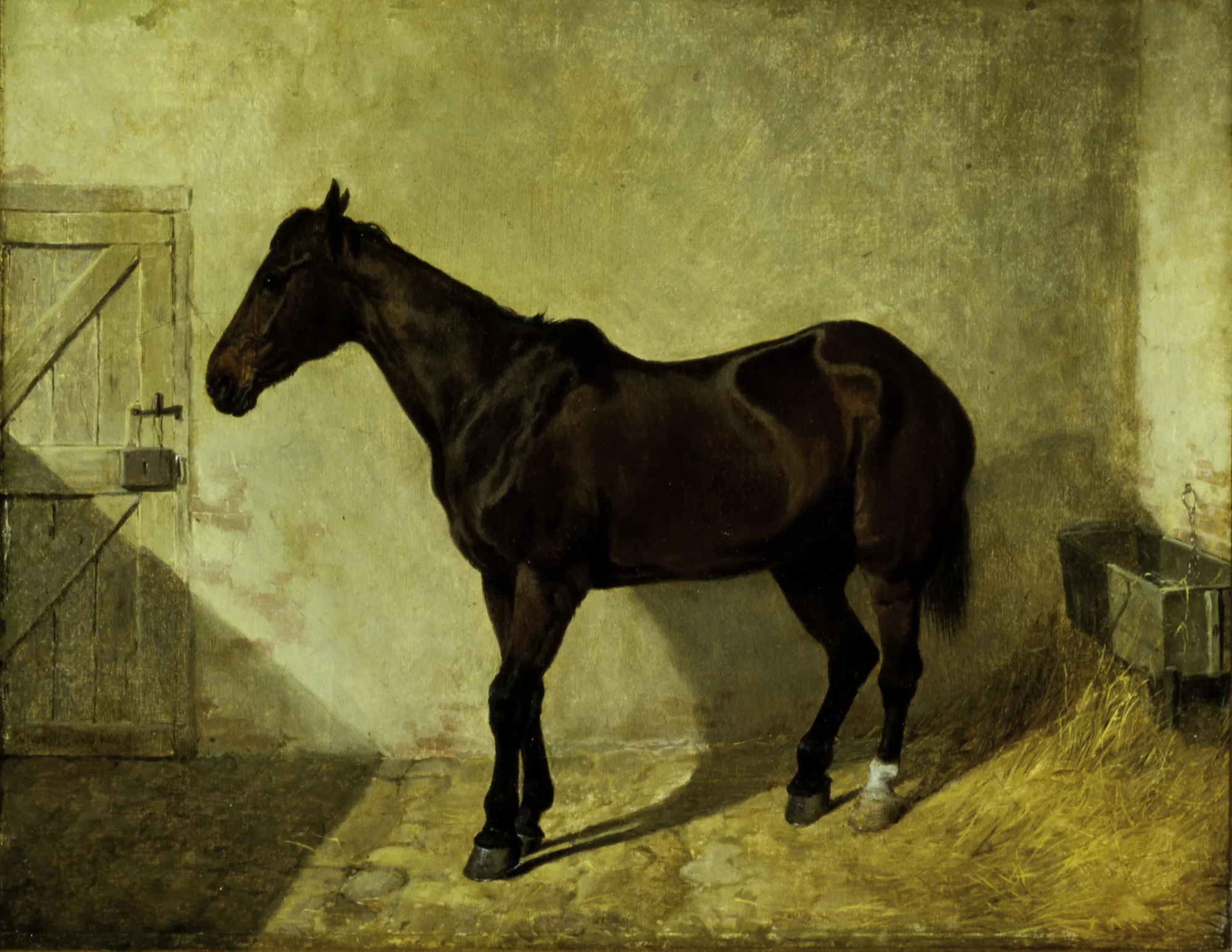 Horse