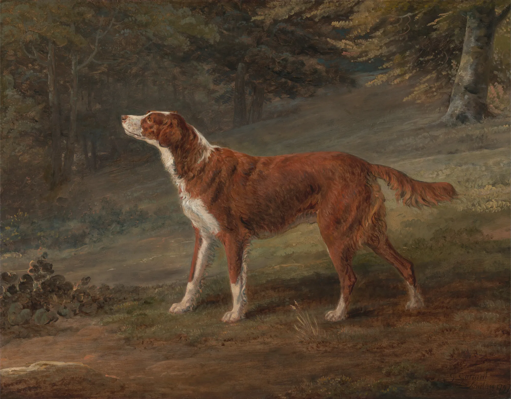 Ranger, a Setter
