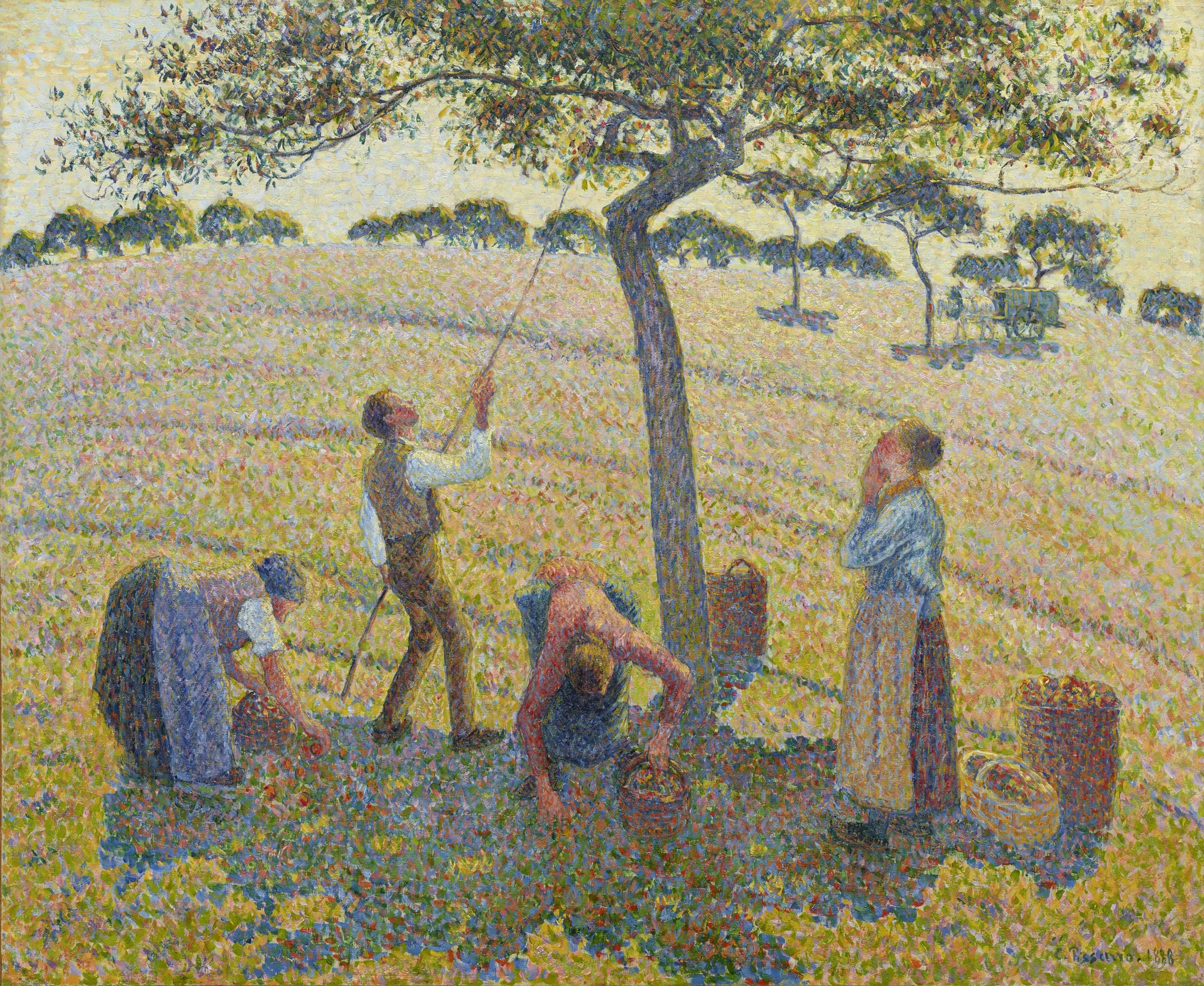 Apple Harvest