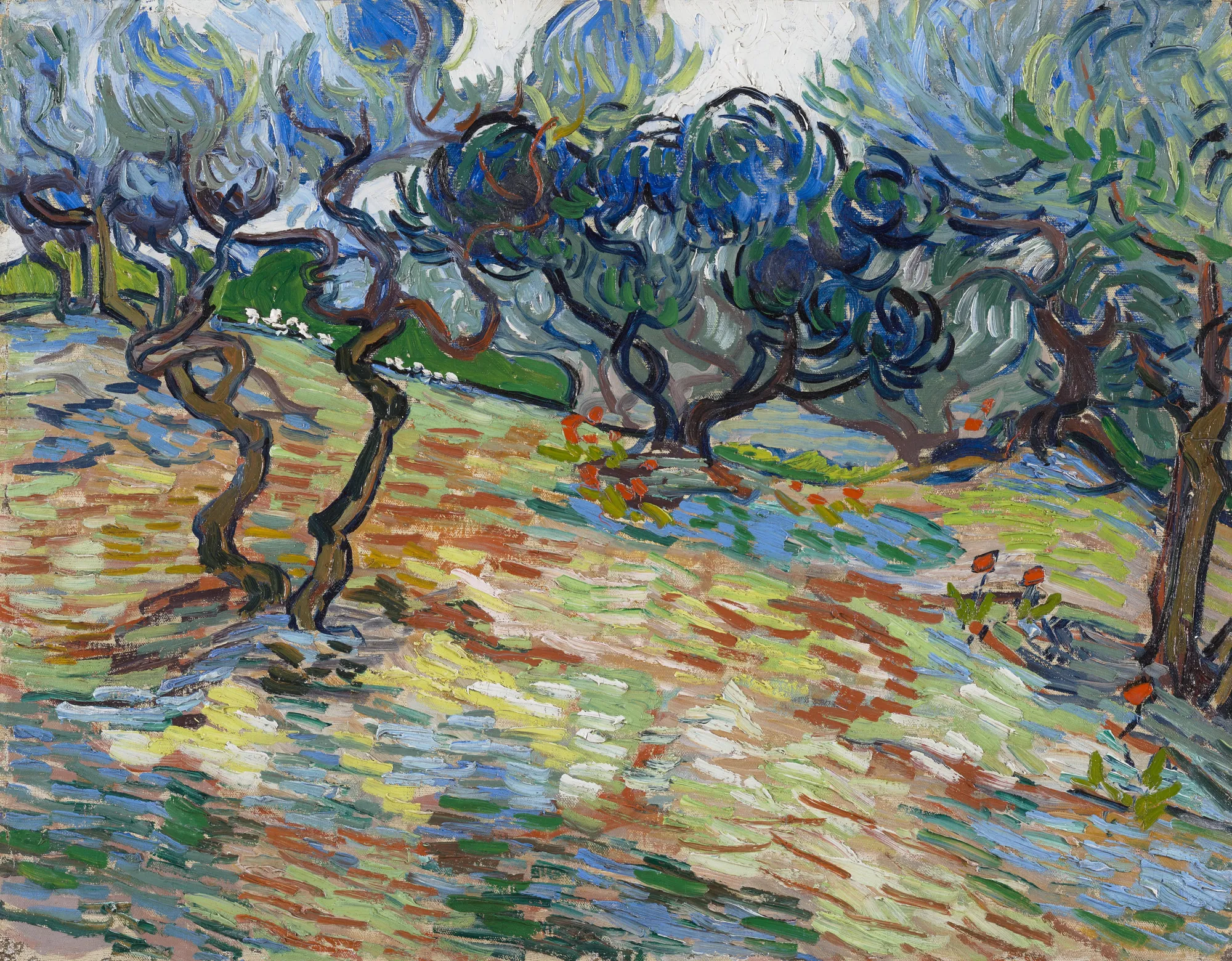 Olive Trees