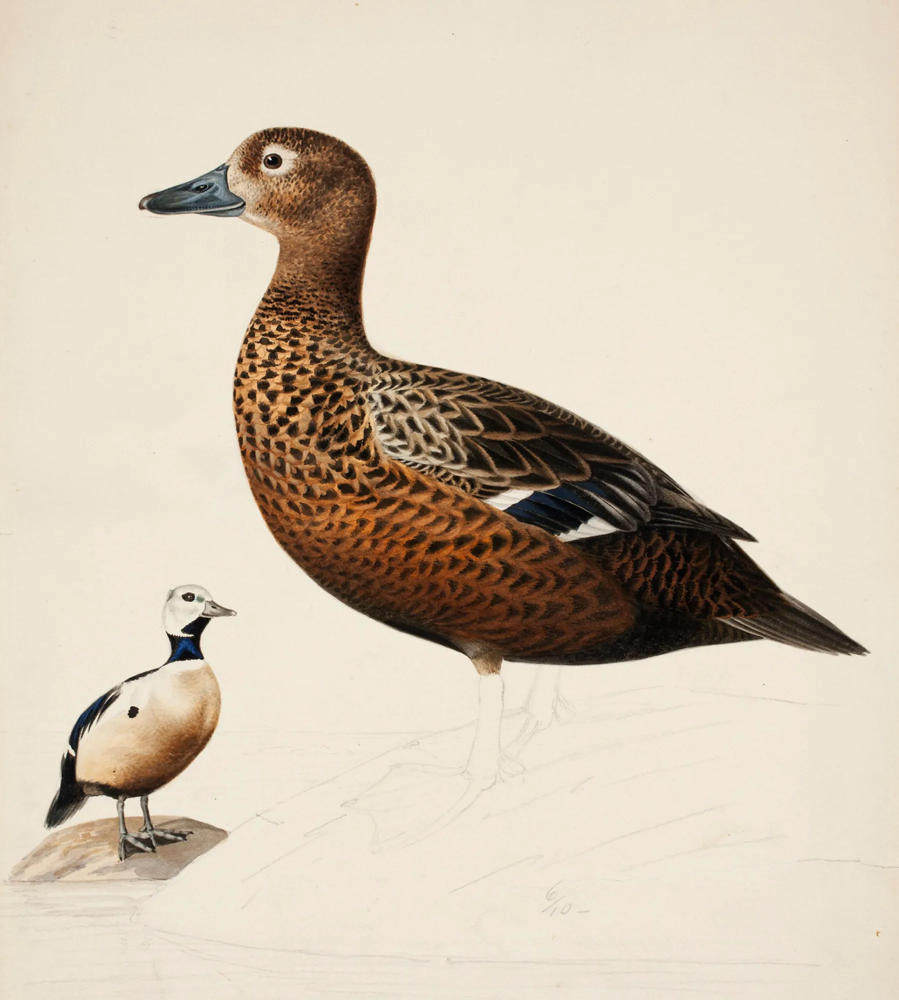 Steller's Eider Steller's Eider by Magnus von Wright. A detailed 19th-century naturalist illustration depicting two Steller's Eiders—one in profile and one standing on a rock—against a plain cream background.