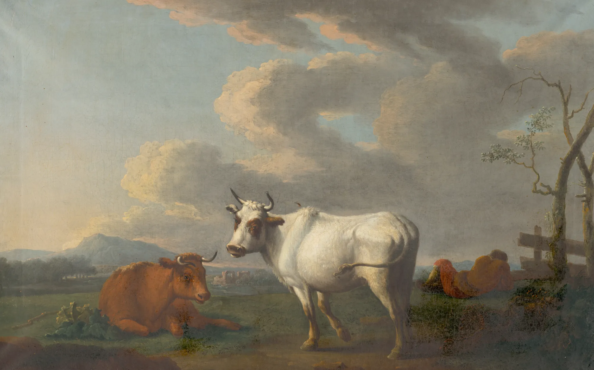 Cow Grazing