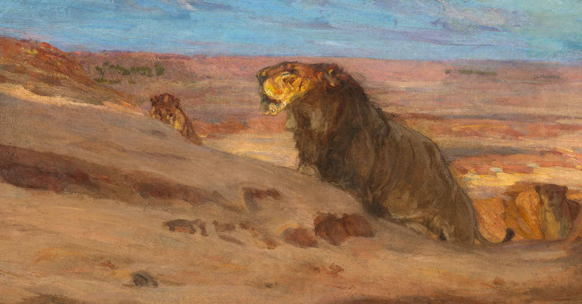 Lions in the Desert