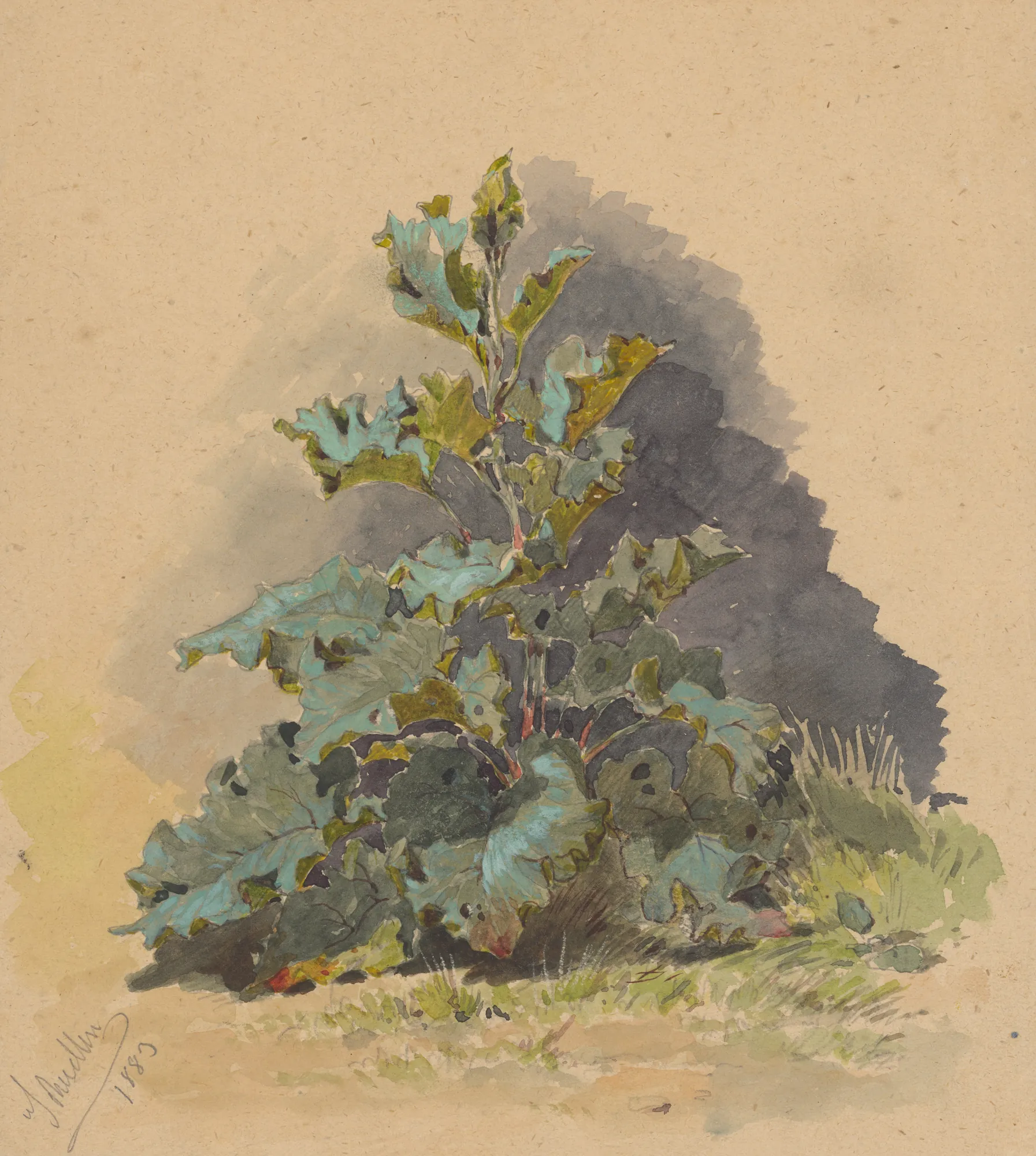 Study of a Broadleaved Plant