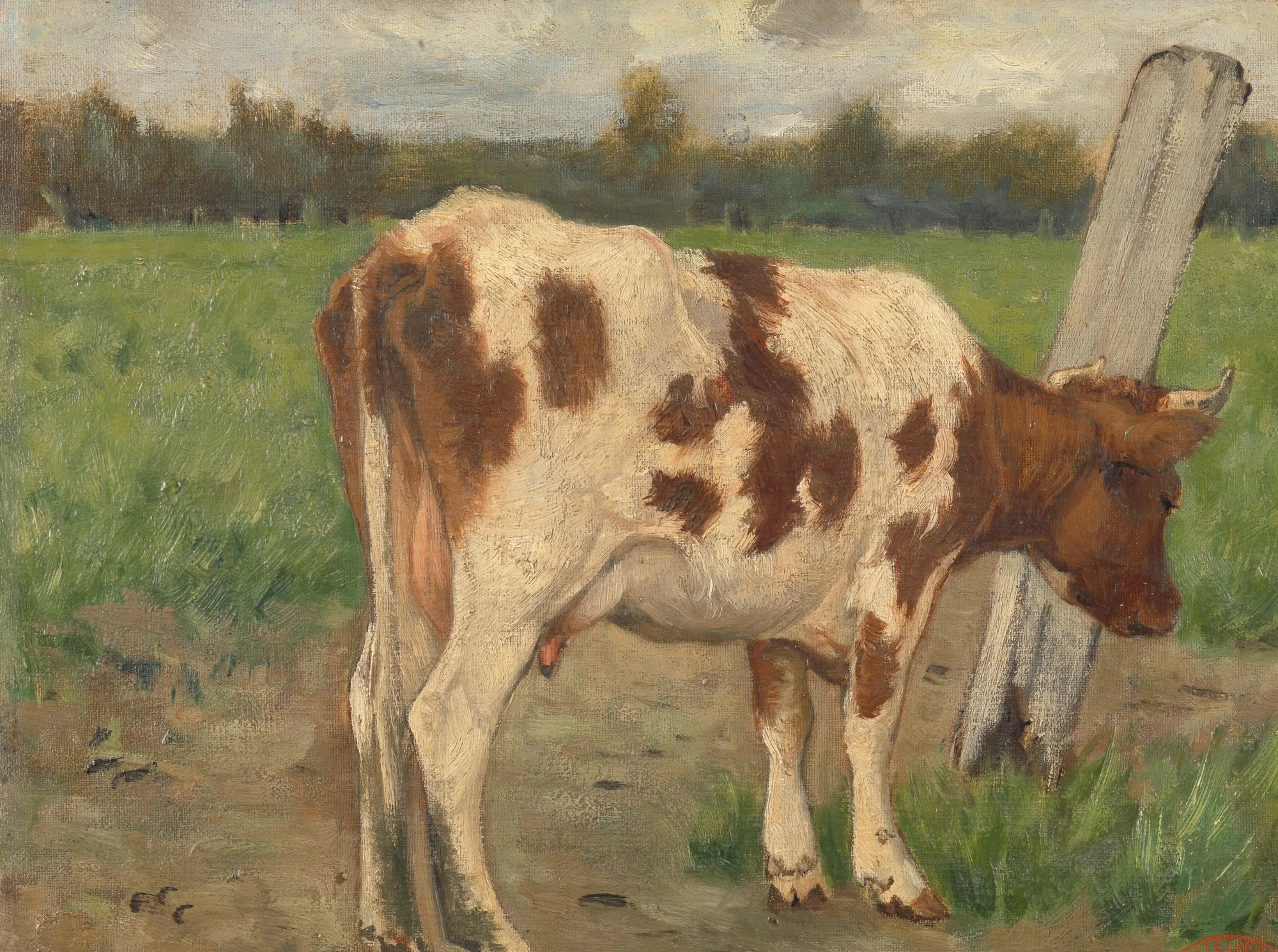 Cow