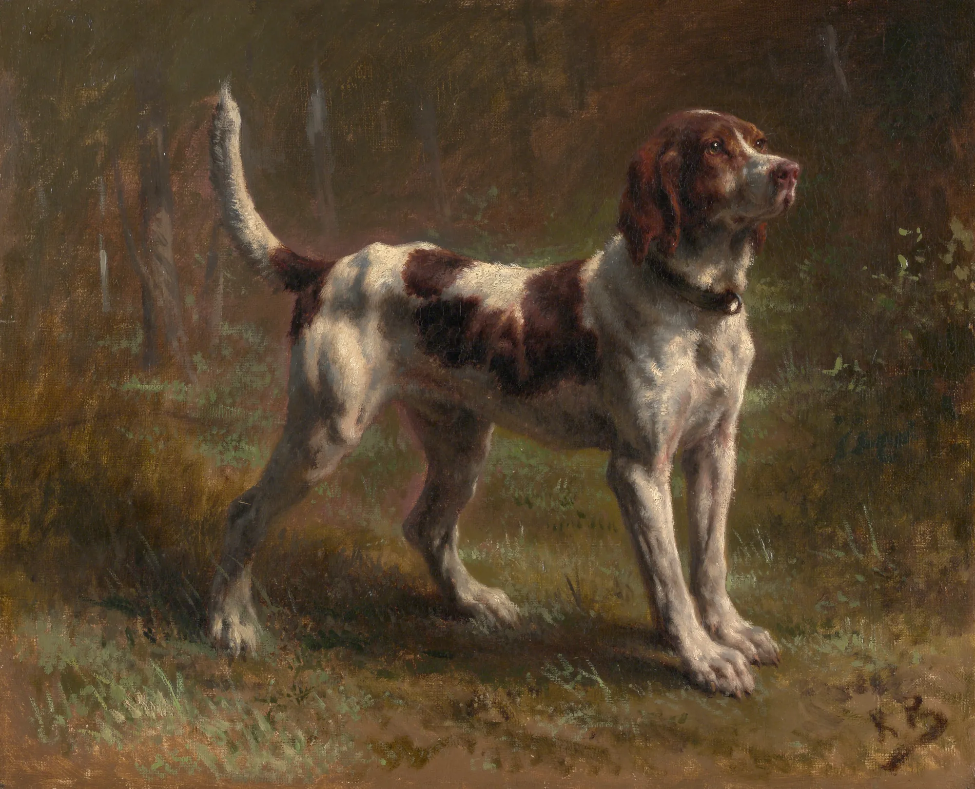 A Limier Briquet Hound