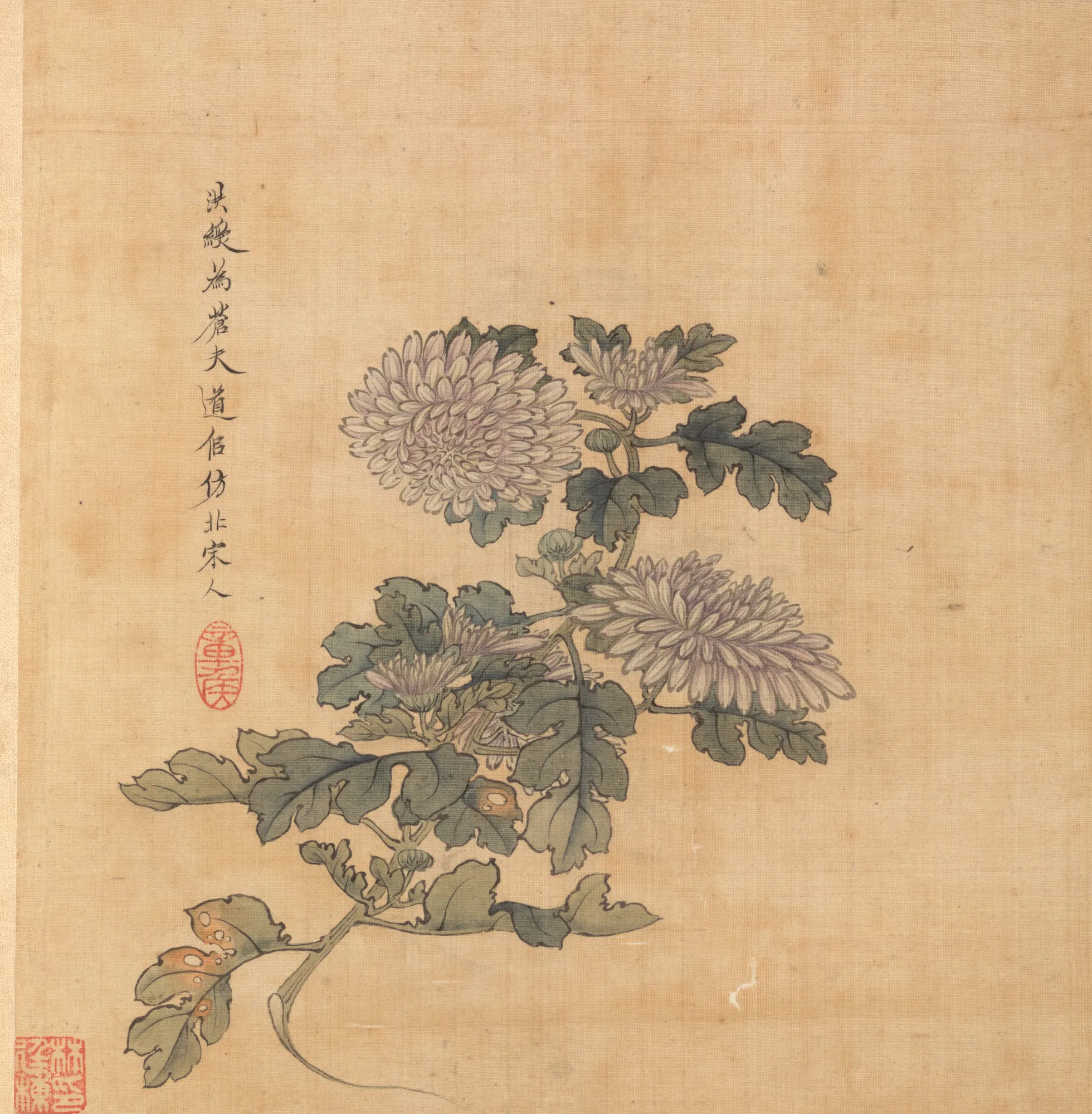 Chrysanthemum