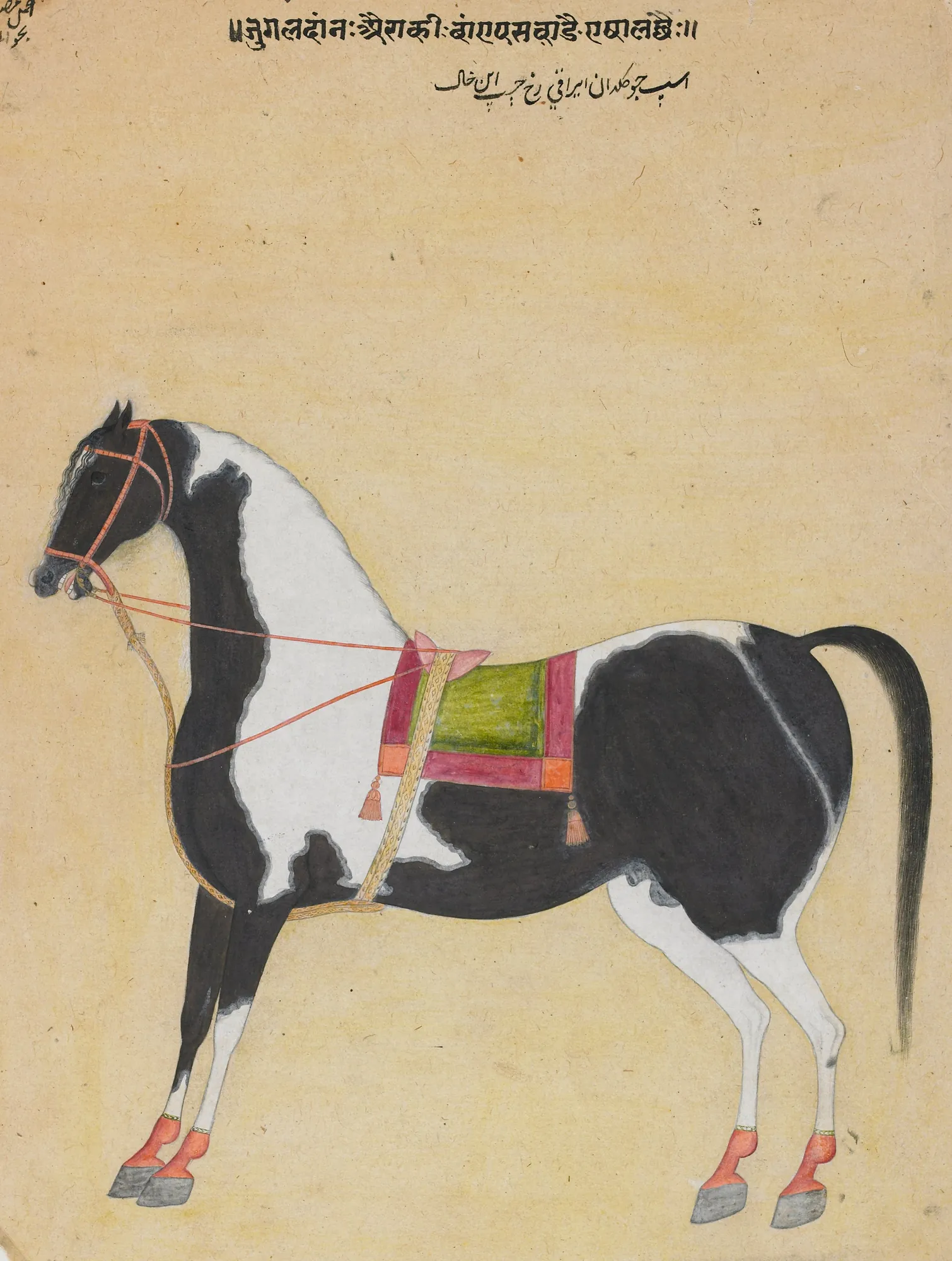 The Iraqi Steed Jugaldan