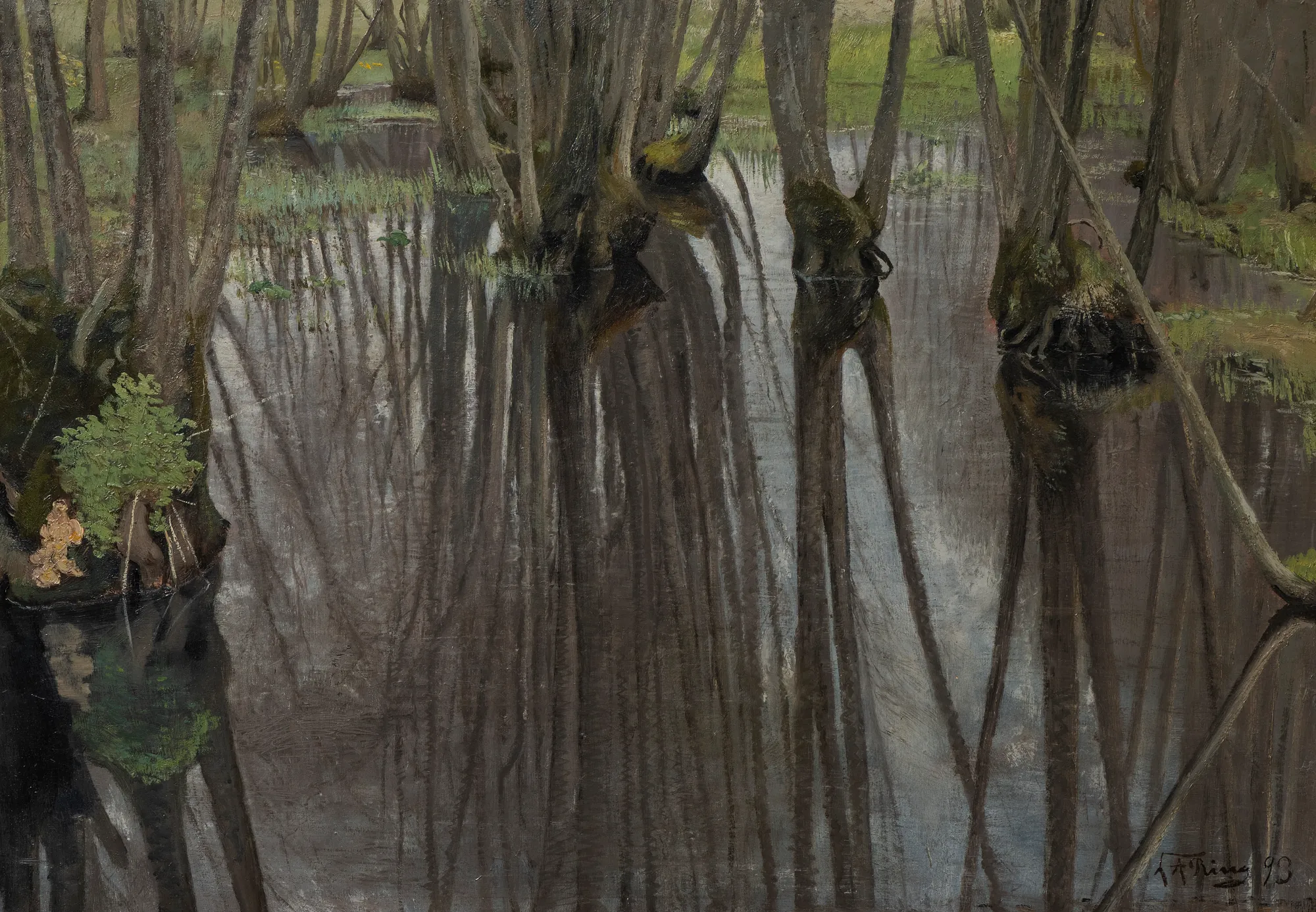 Trunks of Alders