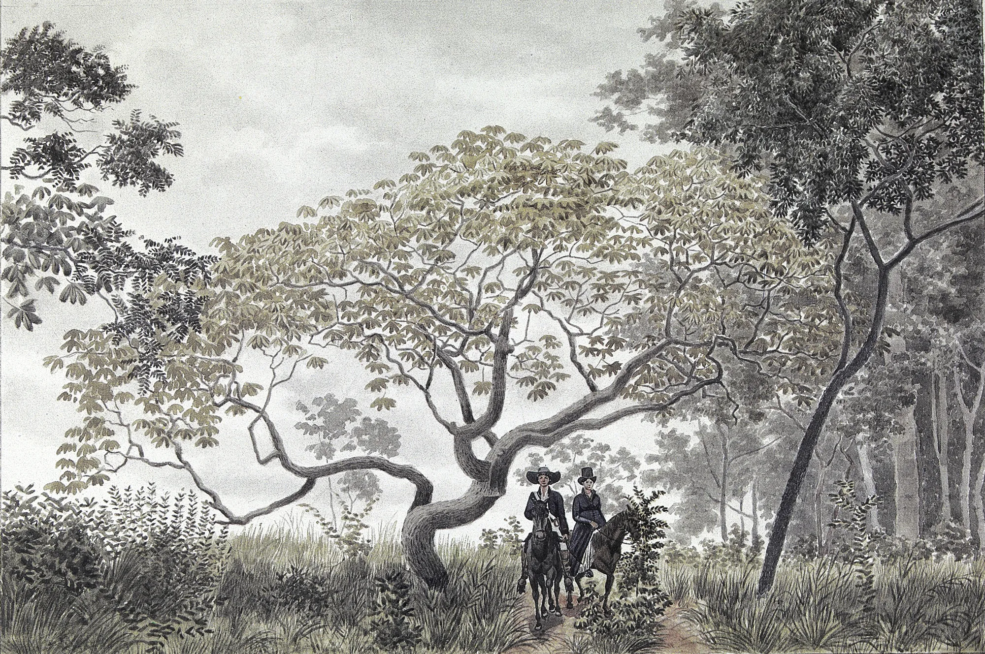 Embira Uçú
