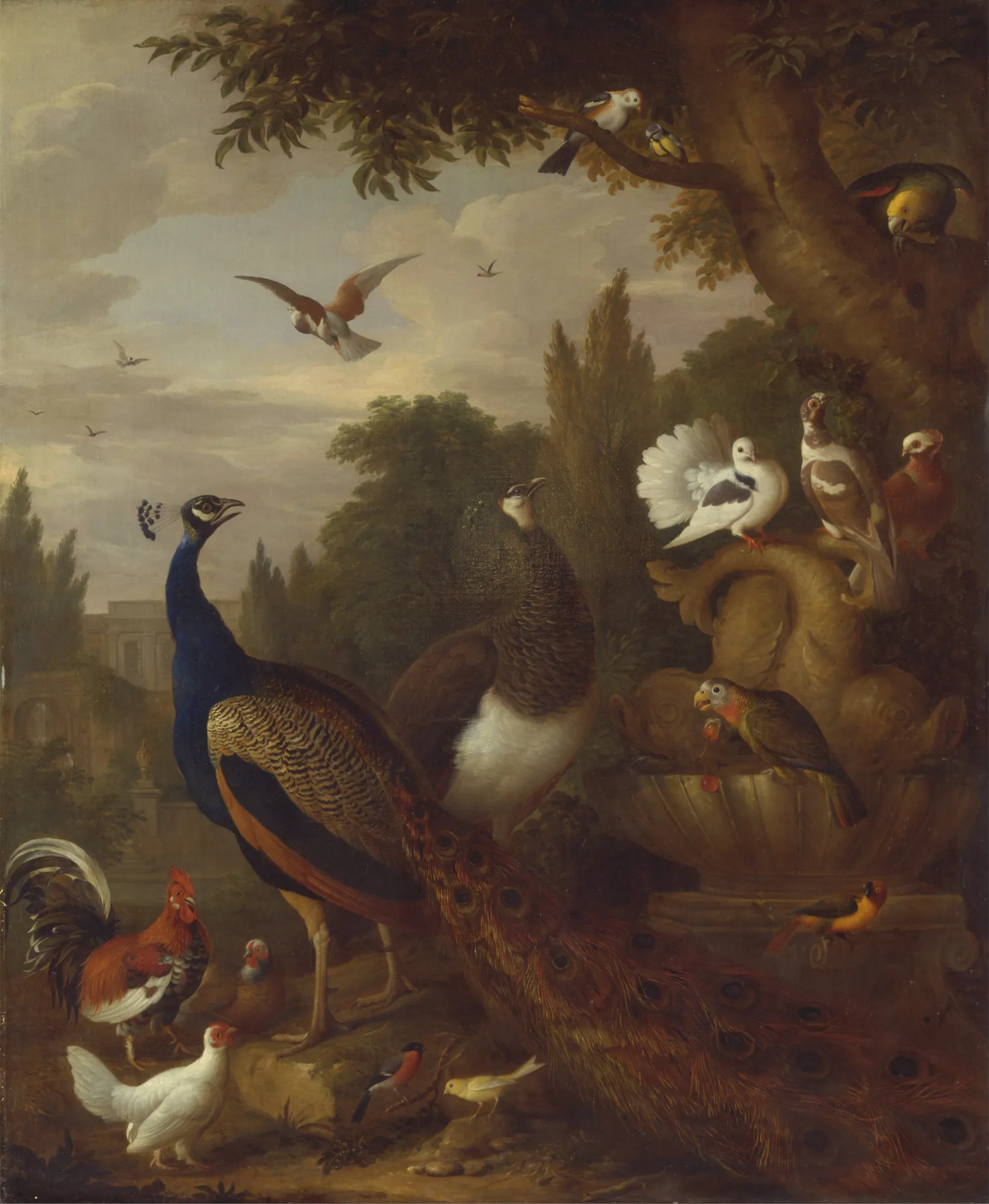 Peacock, Peahen, and Other Birds in a Park