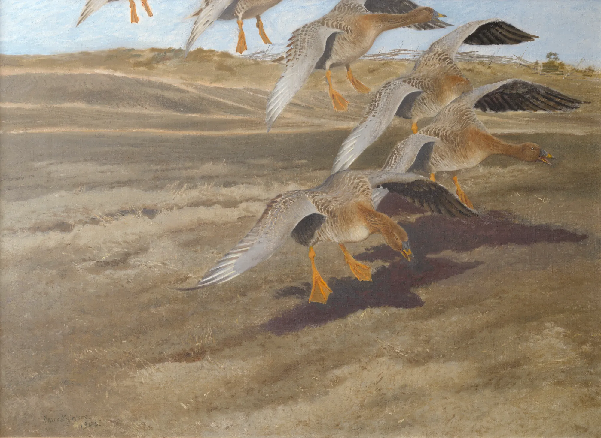 Wild Geese