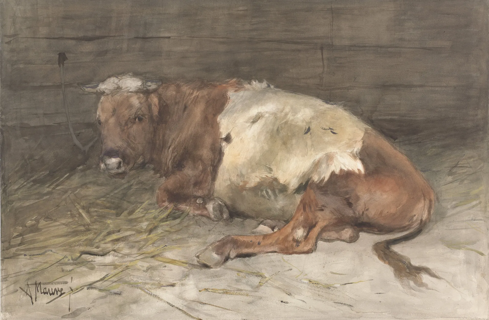 Young Bull Lying Down