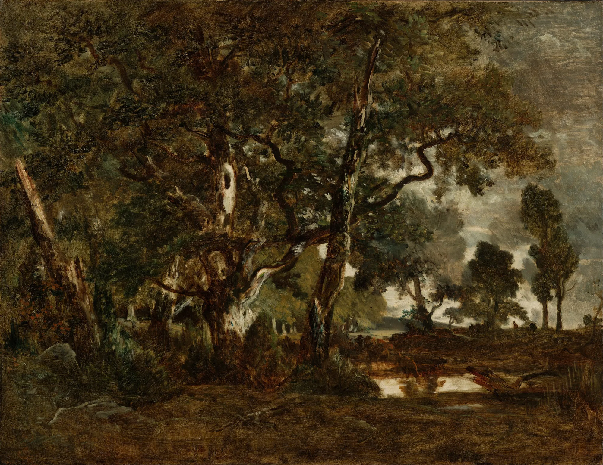 Forest of Fontainebleau, Cluster of Tall Trees