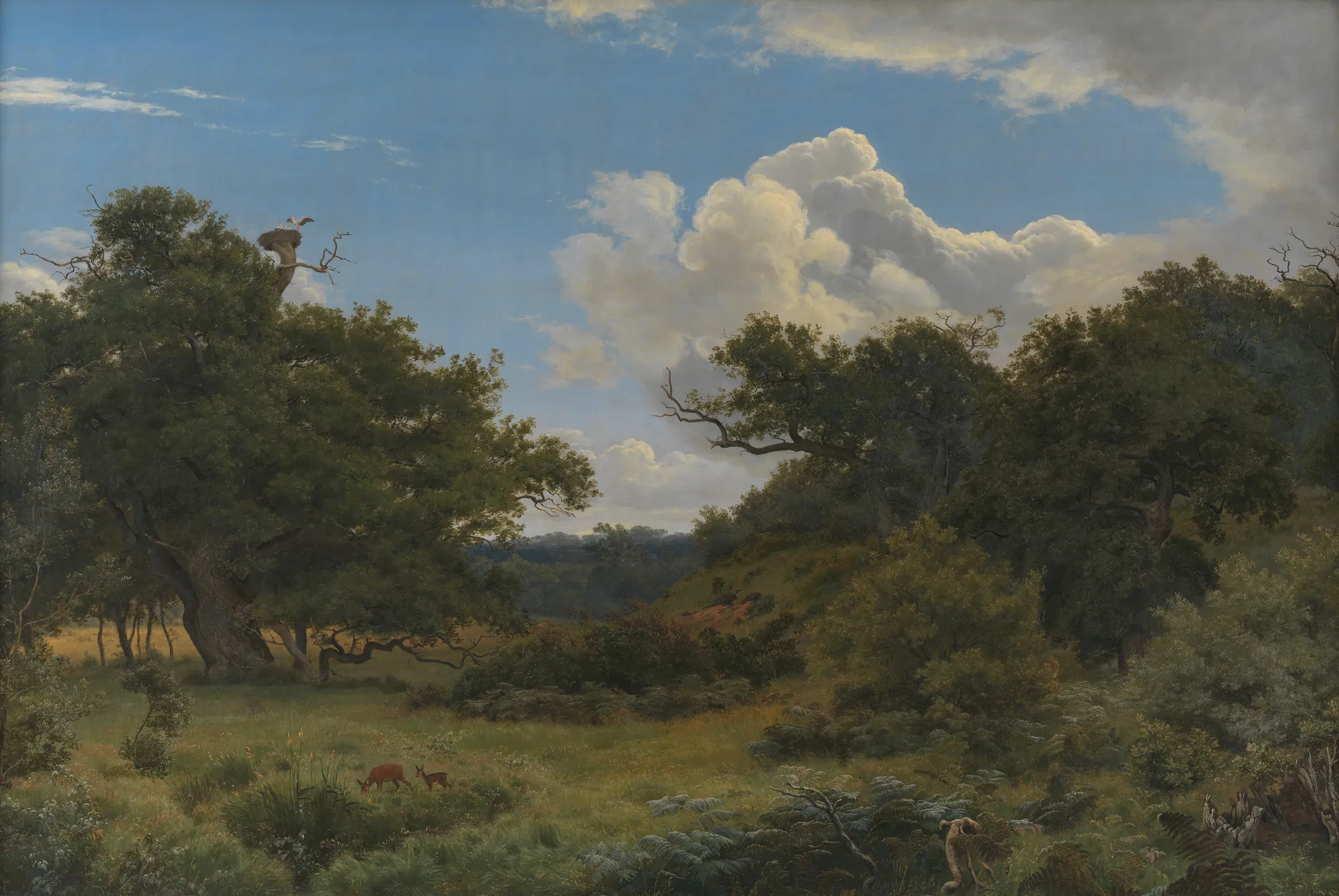 Oak Trees in Nordskoven near Jægerspris