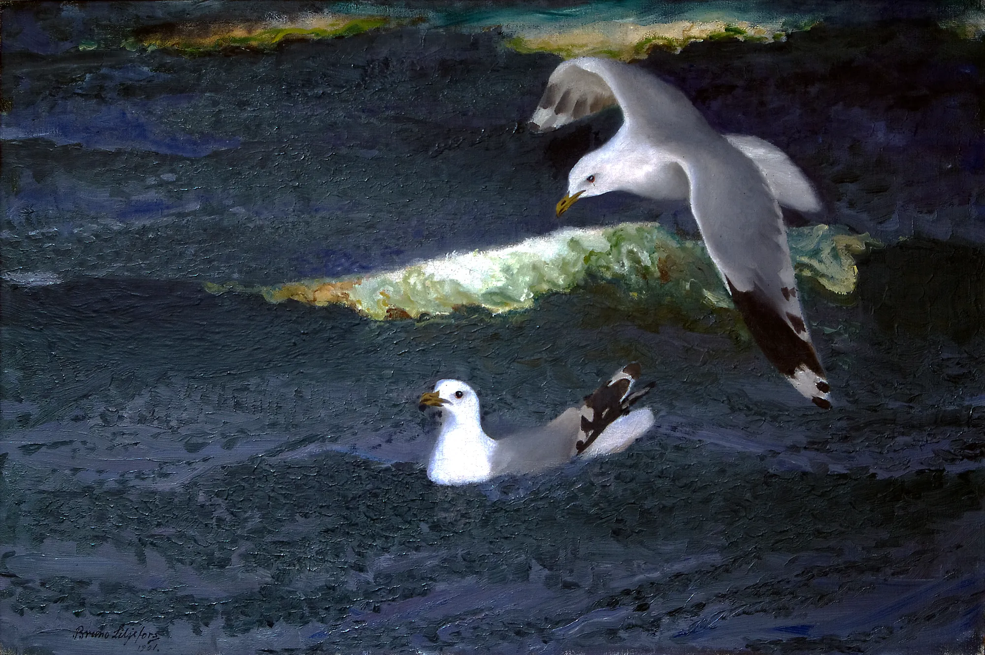 Gulls