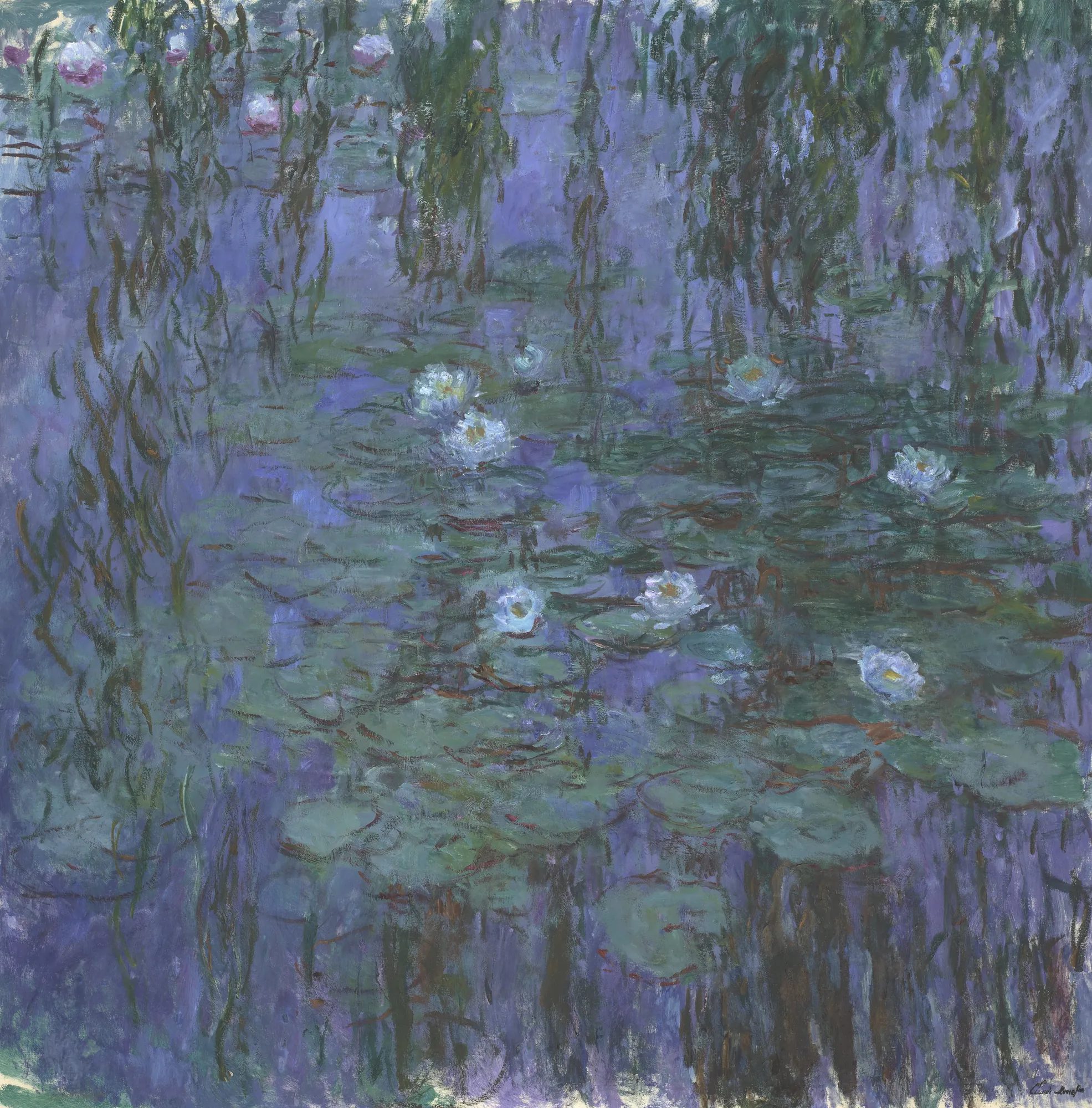 Blue Water Lilies