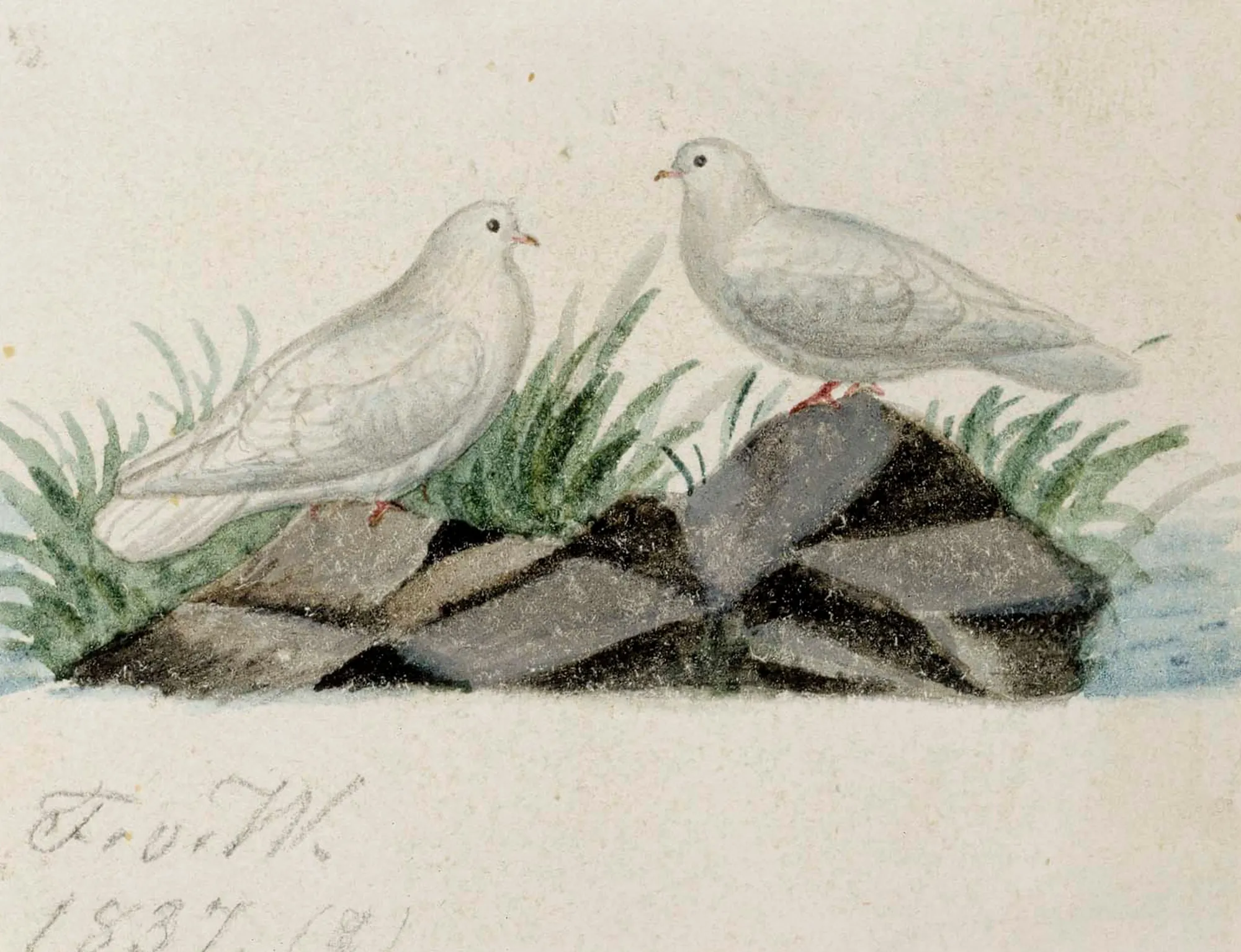 Pigeons