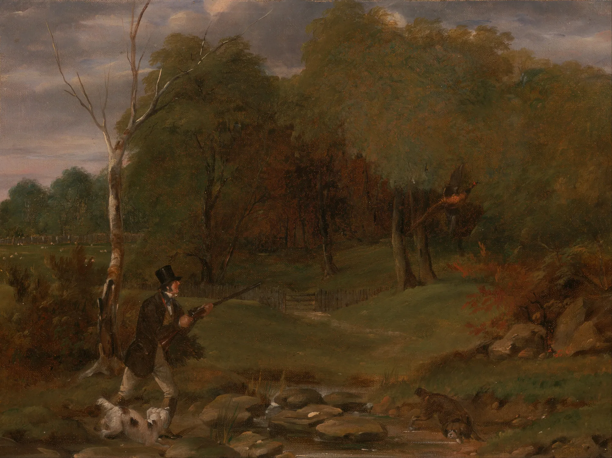 Pheasant Shooting
