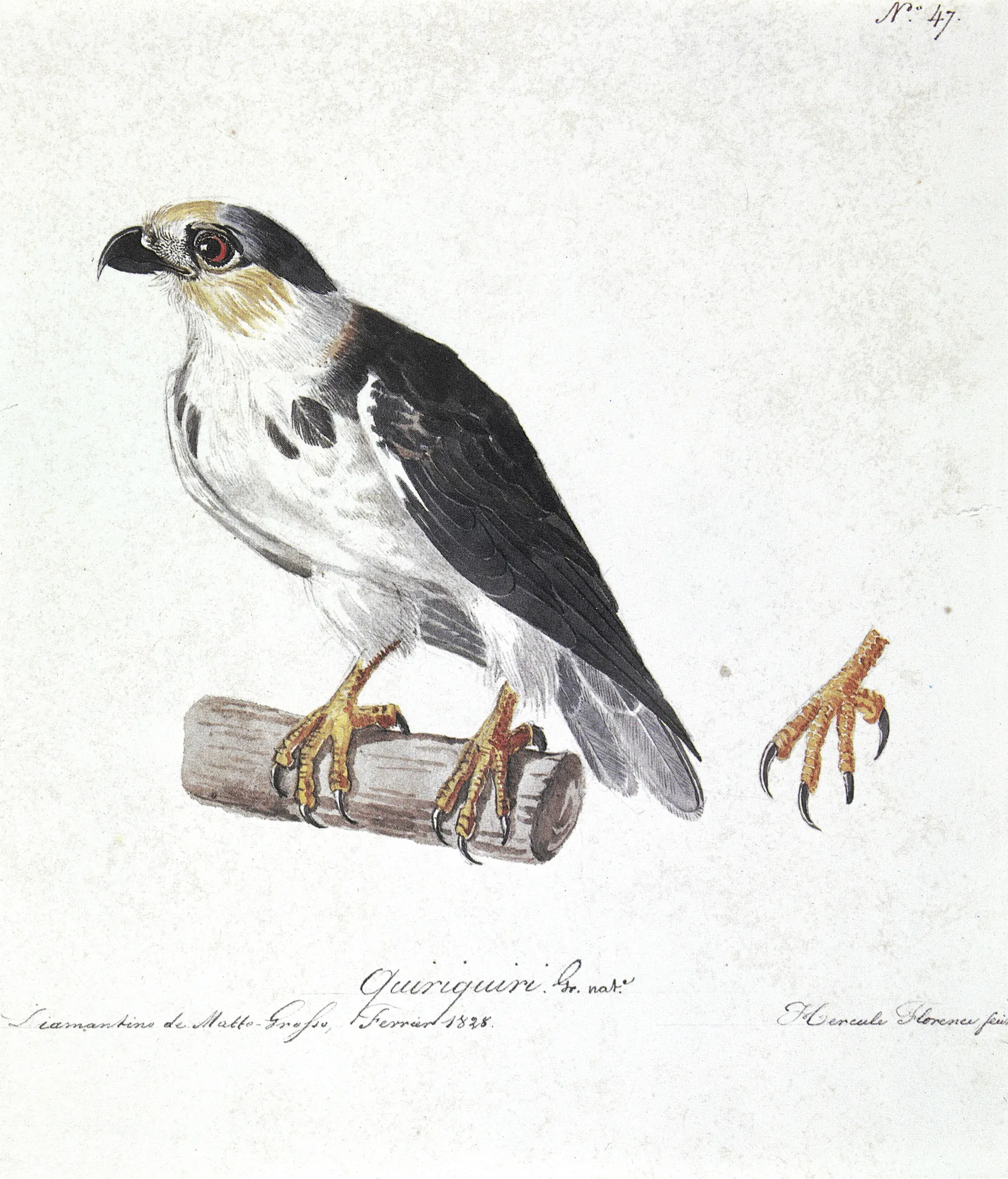 Quiriquiri Quiriquiri by Hércules Florence. A watercolor illustration of a hawk perched on a log with a separate study of its talons and handwritten notes.