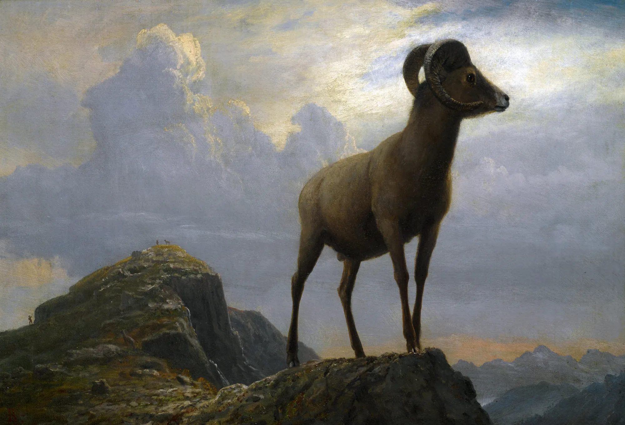 Study of a Bighorn Ram